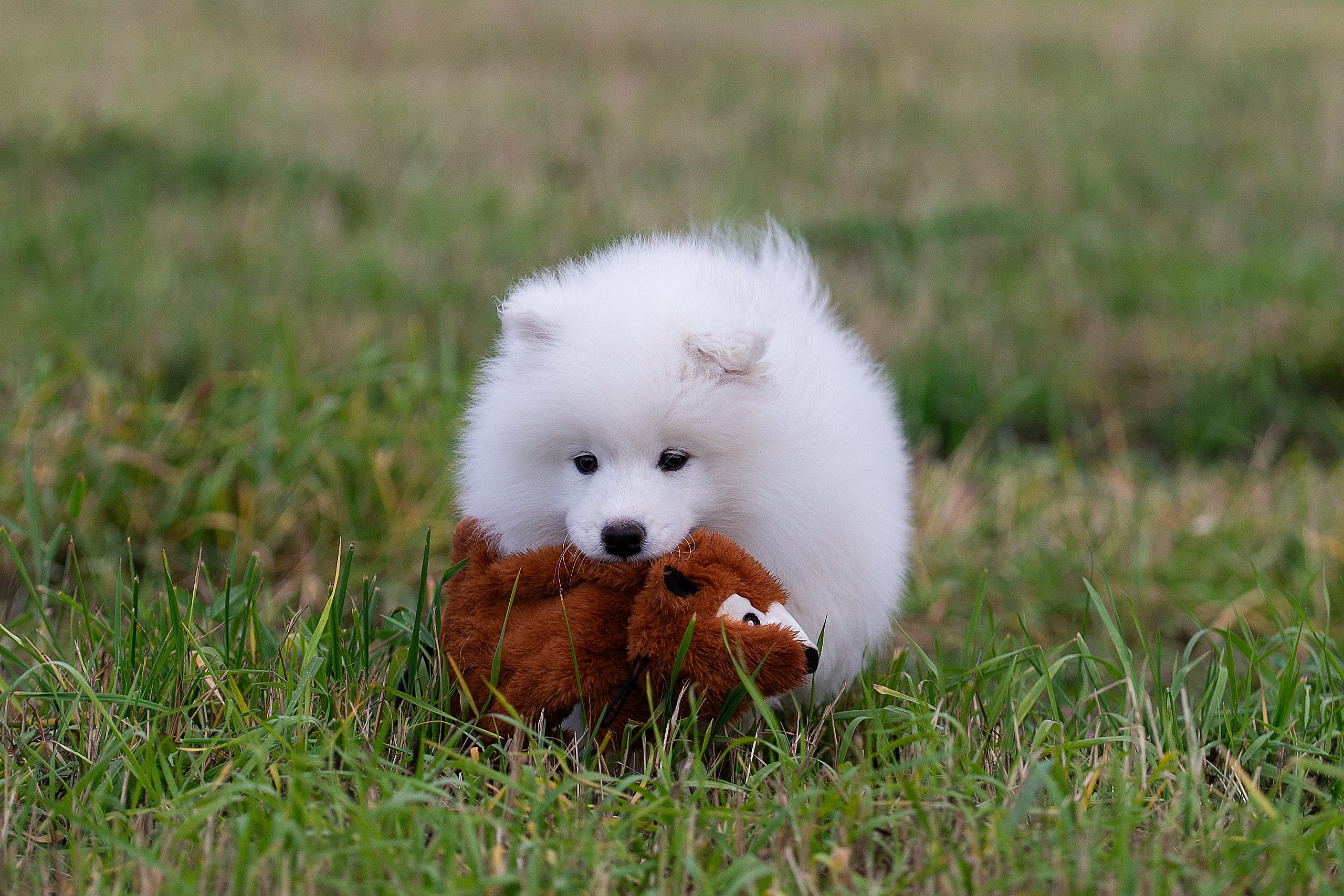 Собаки питомника Версаль. Творческий фотограф Вологда