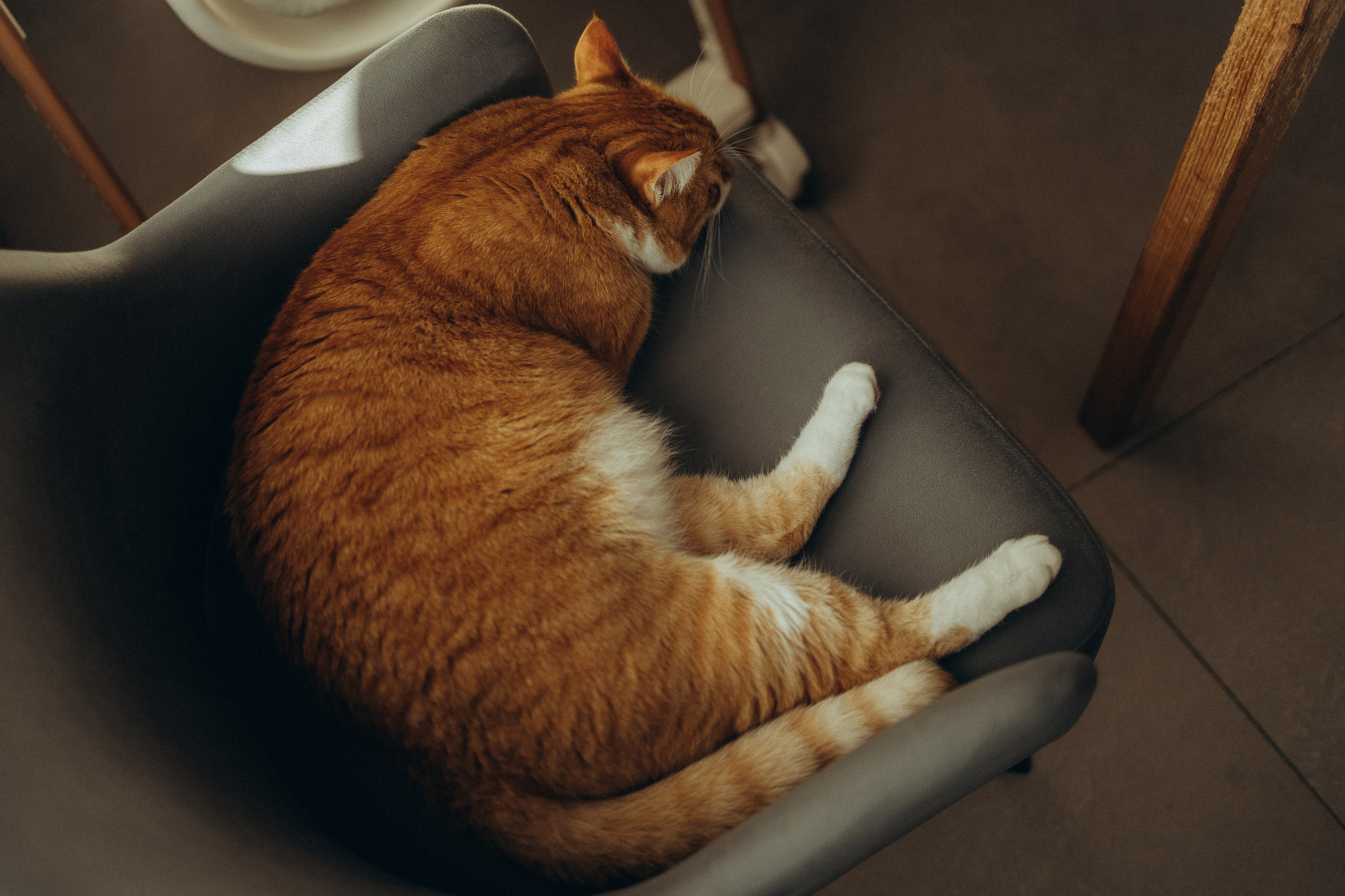 Дома кот и пироги. Фотограф Москва Алёна Суворова