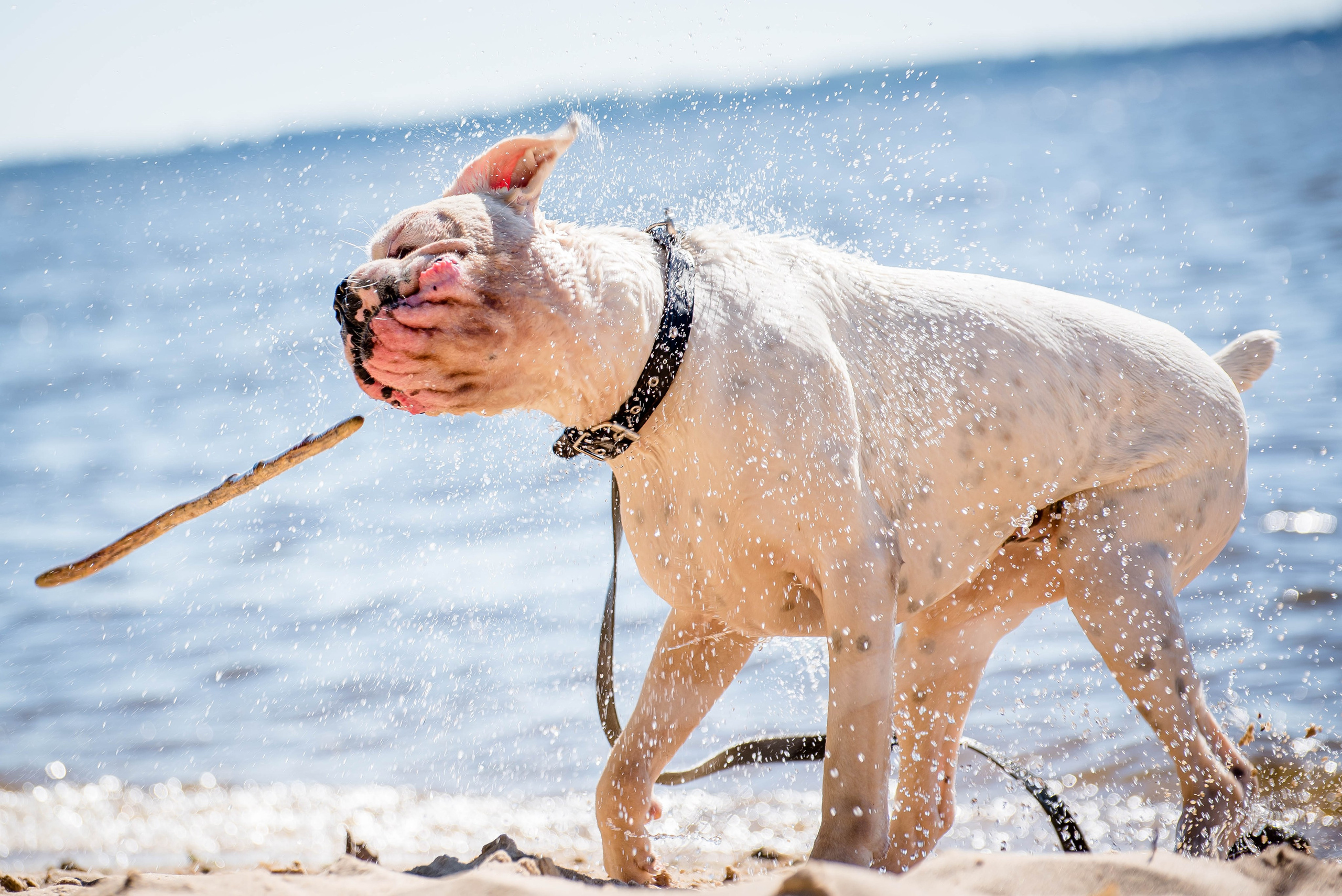 Фотосессия с собакой на берегу. Фотограф Макс Огурцов в Нижнем Новгороде