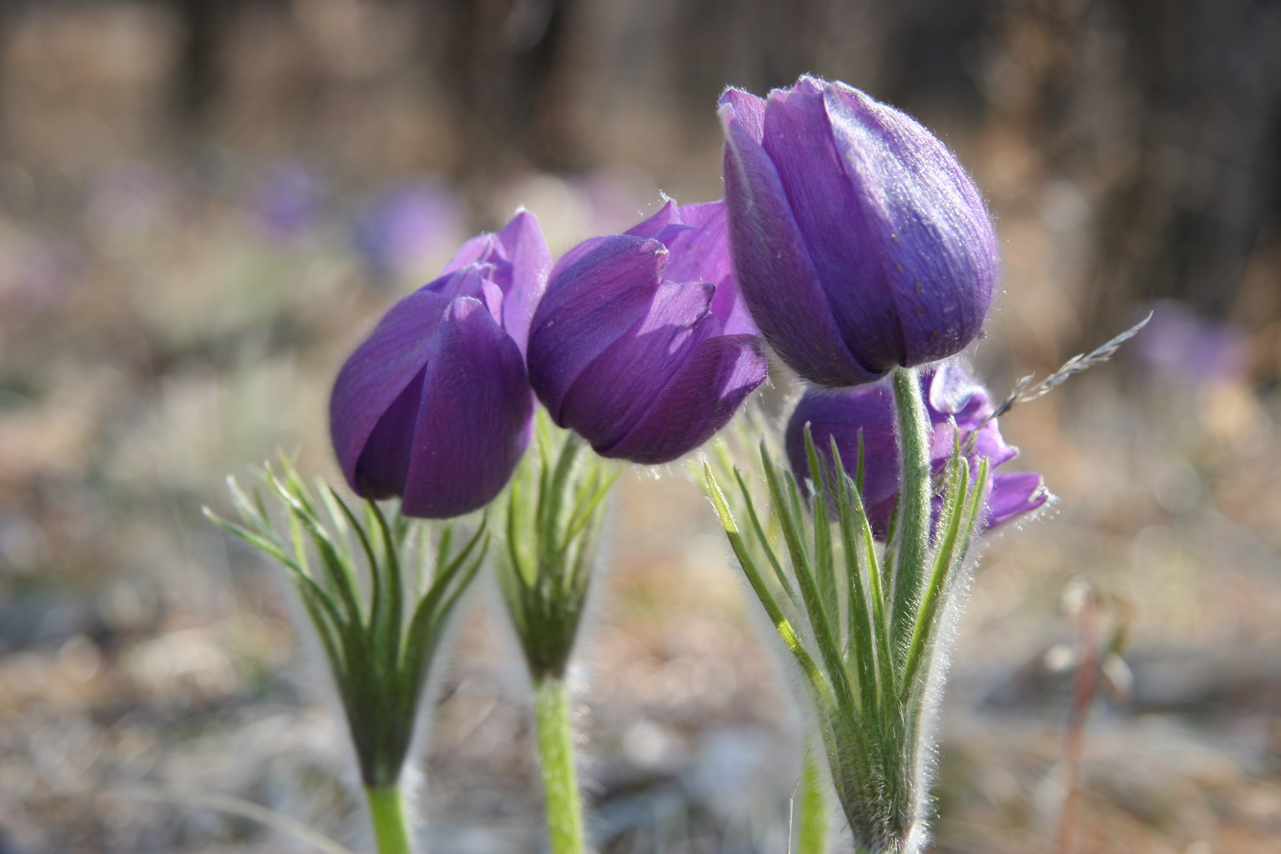 Фото Природы Забайкалья. Студия Максима Белослюдцева