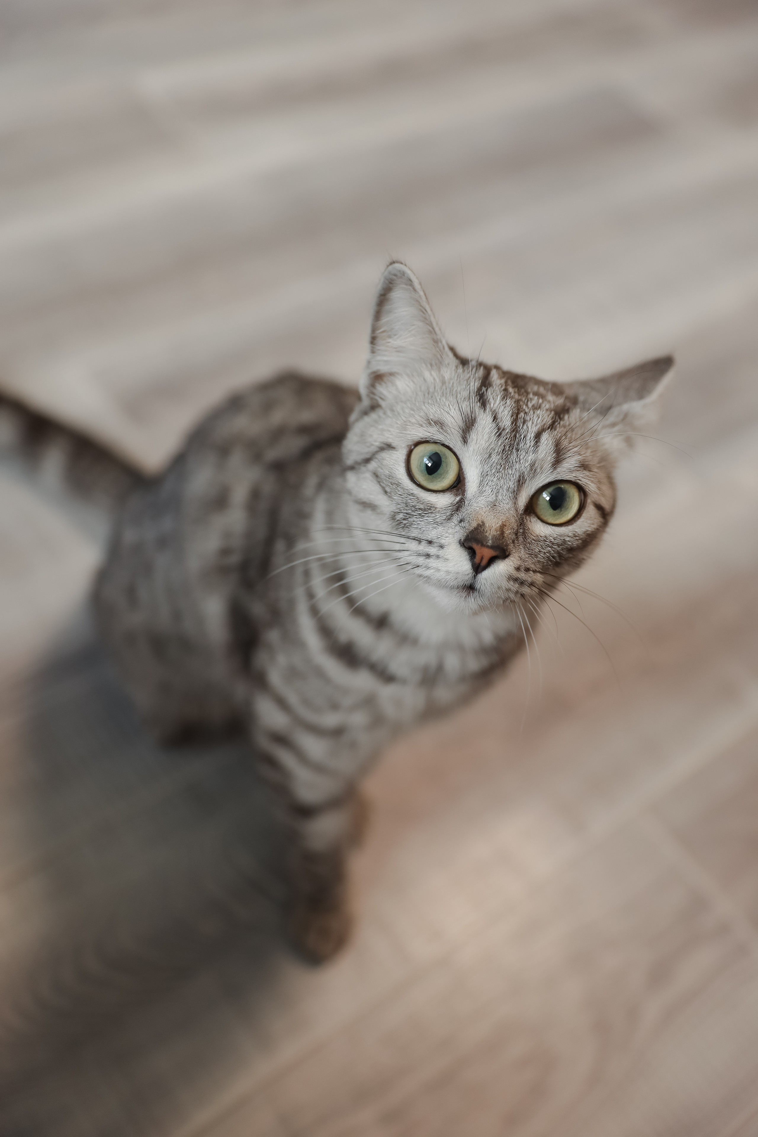 Семён и Алина. Свадебный и семейный фотограф Белово Анастасия Пьянкова