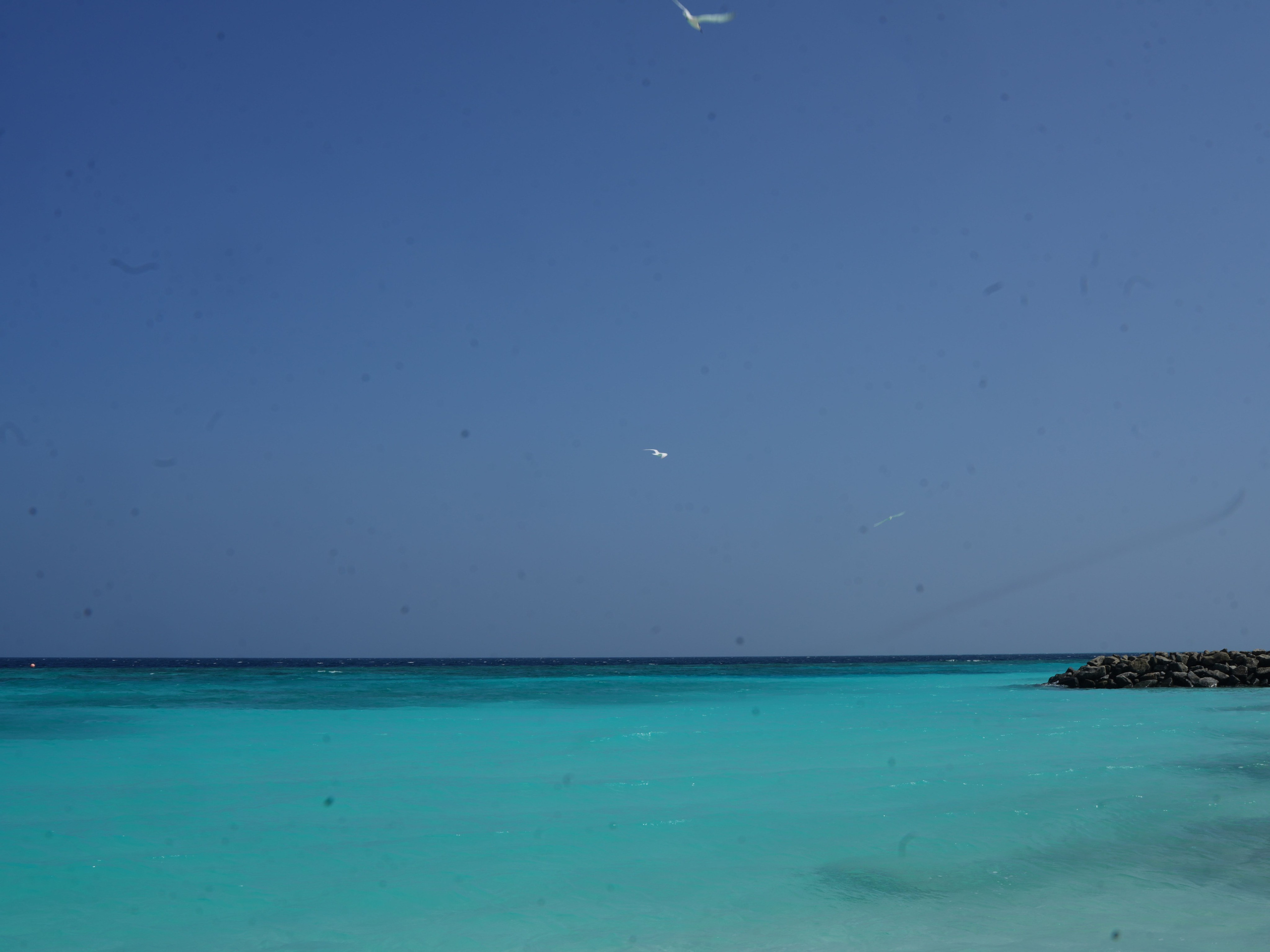 Природа и животные. Творческий фотограф Ирина Баландина.  Санкт-Петербург, Мурманск