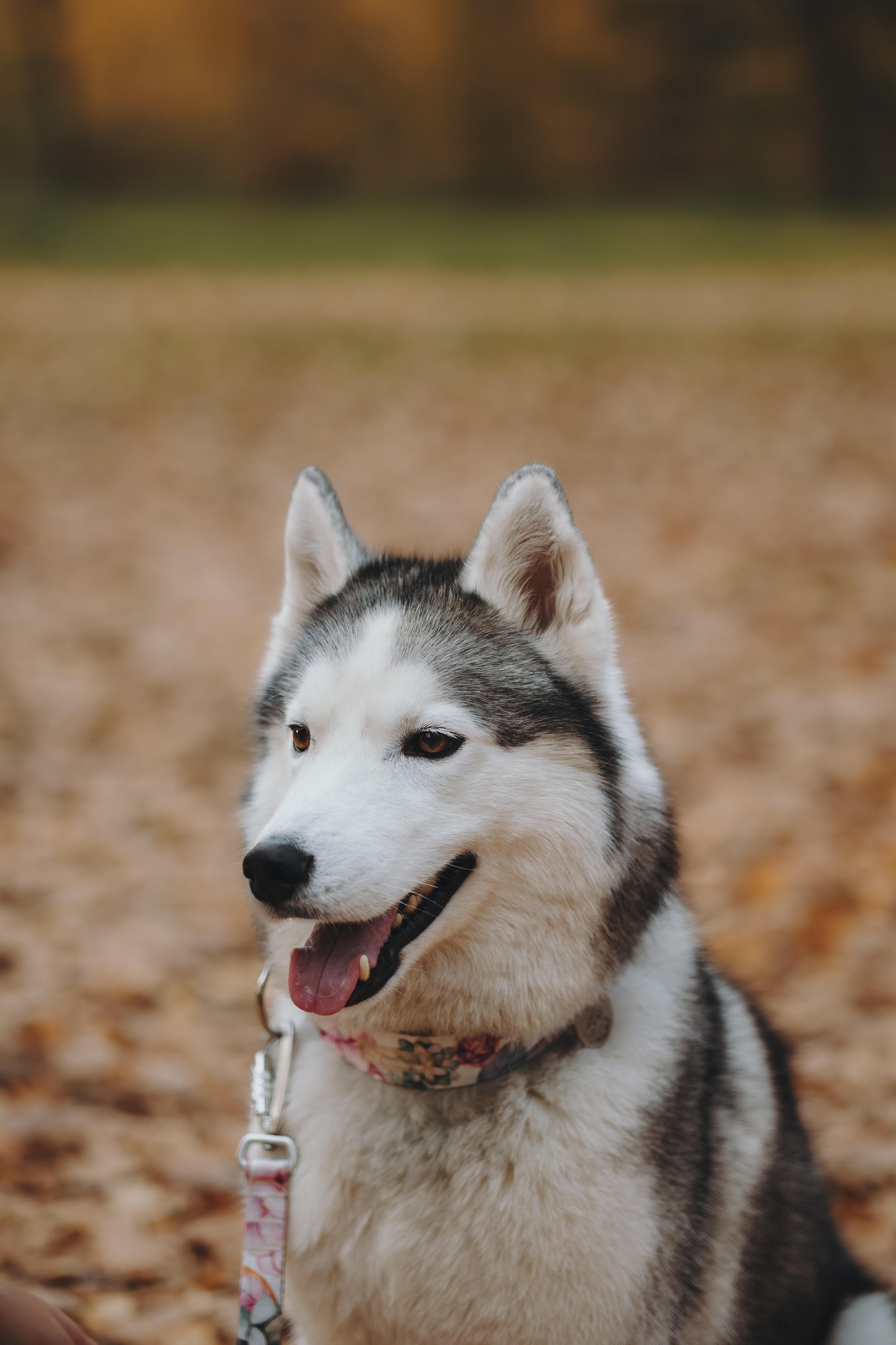 Настя и Айс. Фотограф-анималист в Санкт-Петербурге Алина Яхонт