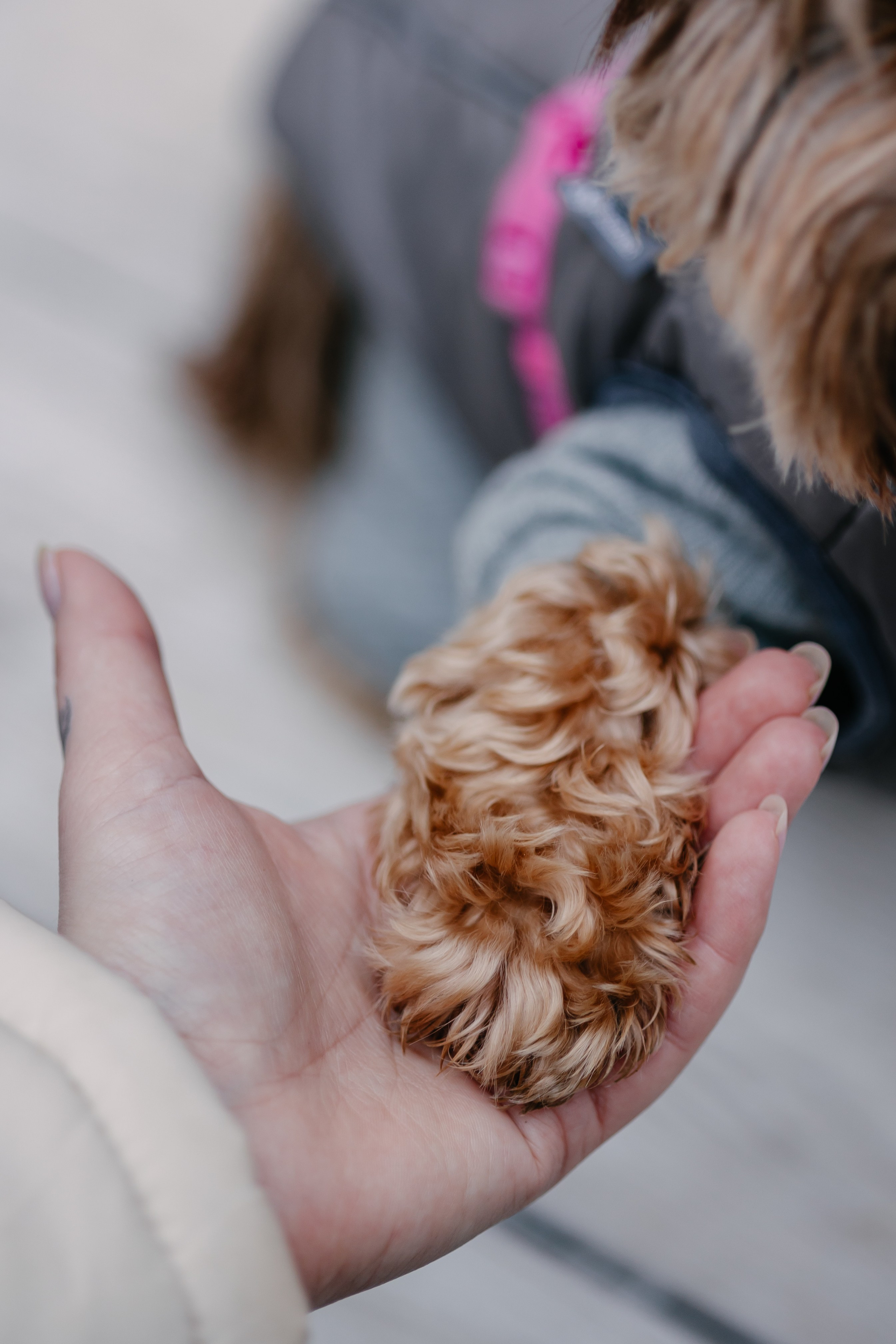 Лиза и Рикки. Фотограф-анималист в Санкт-Петербурге Алина Яхонт