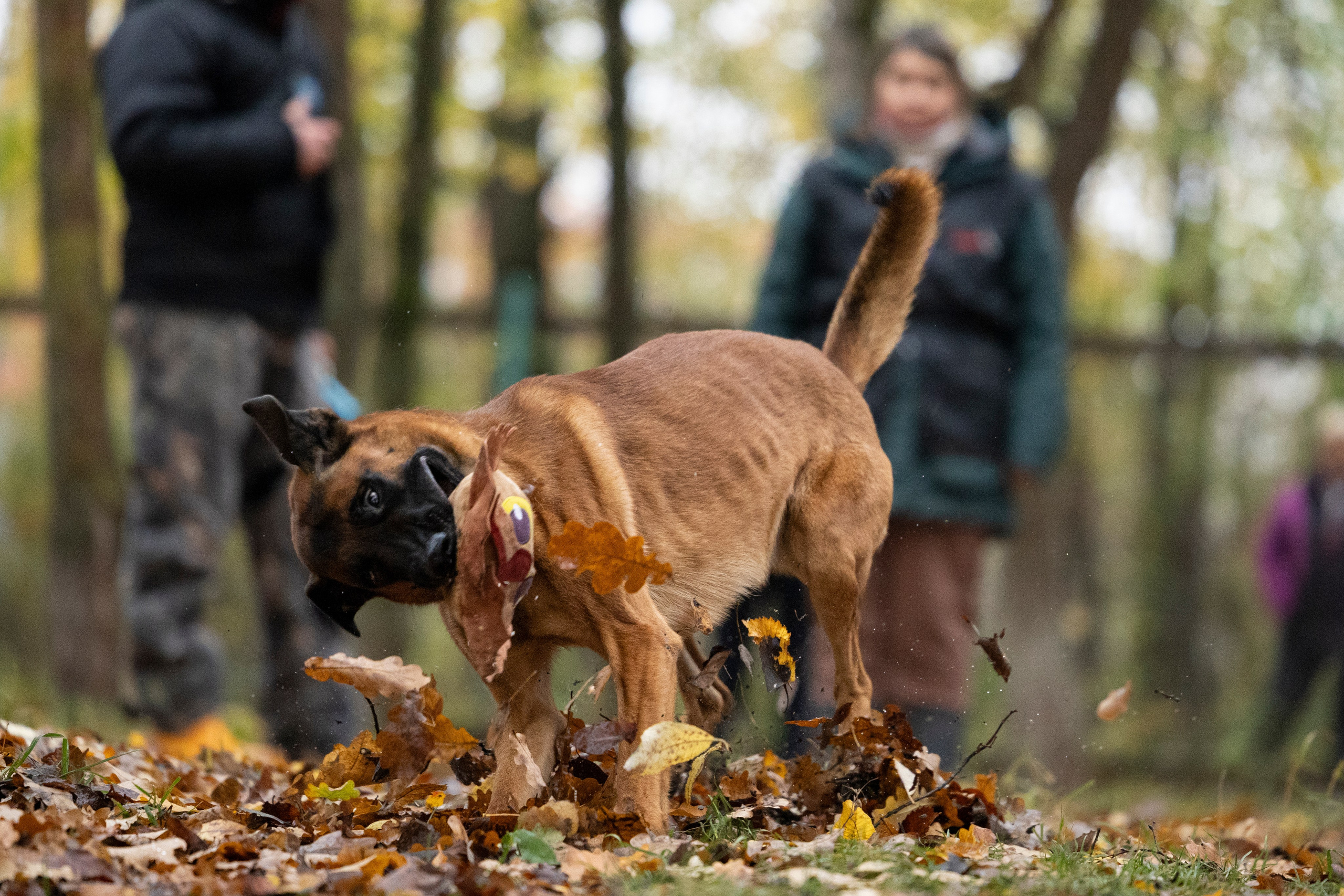 Соревнования по Мондьорингу г. Вологда. Фотограф-анималист Анна Маринич