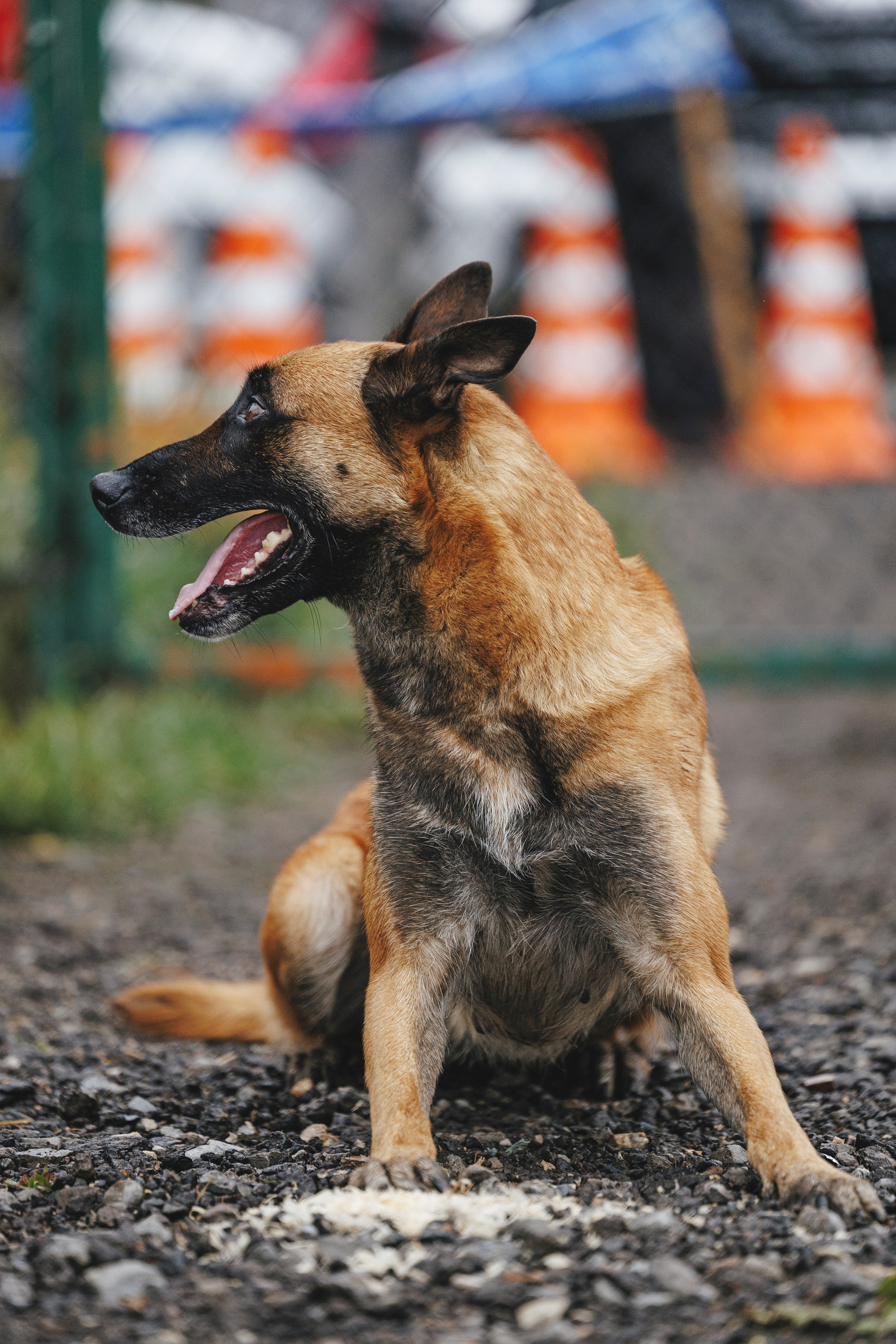 08.08.25-10.08.25 ЧР по мондьорингу г. Вологда. Фотограф-анималист Анна Маринич