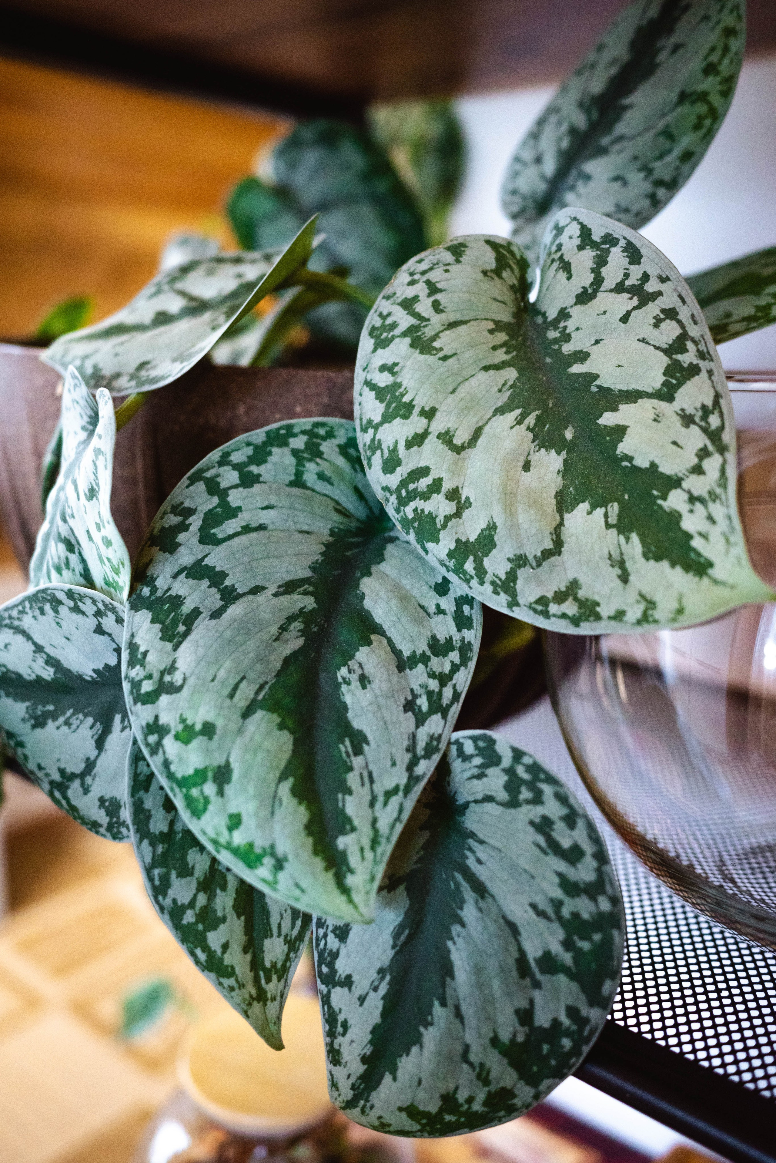 Лесное царство Оксаны. Свадебный и семейный фотограф в Новосибирске, Санкт-Петербурге, Москве