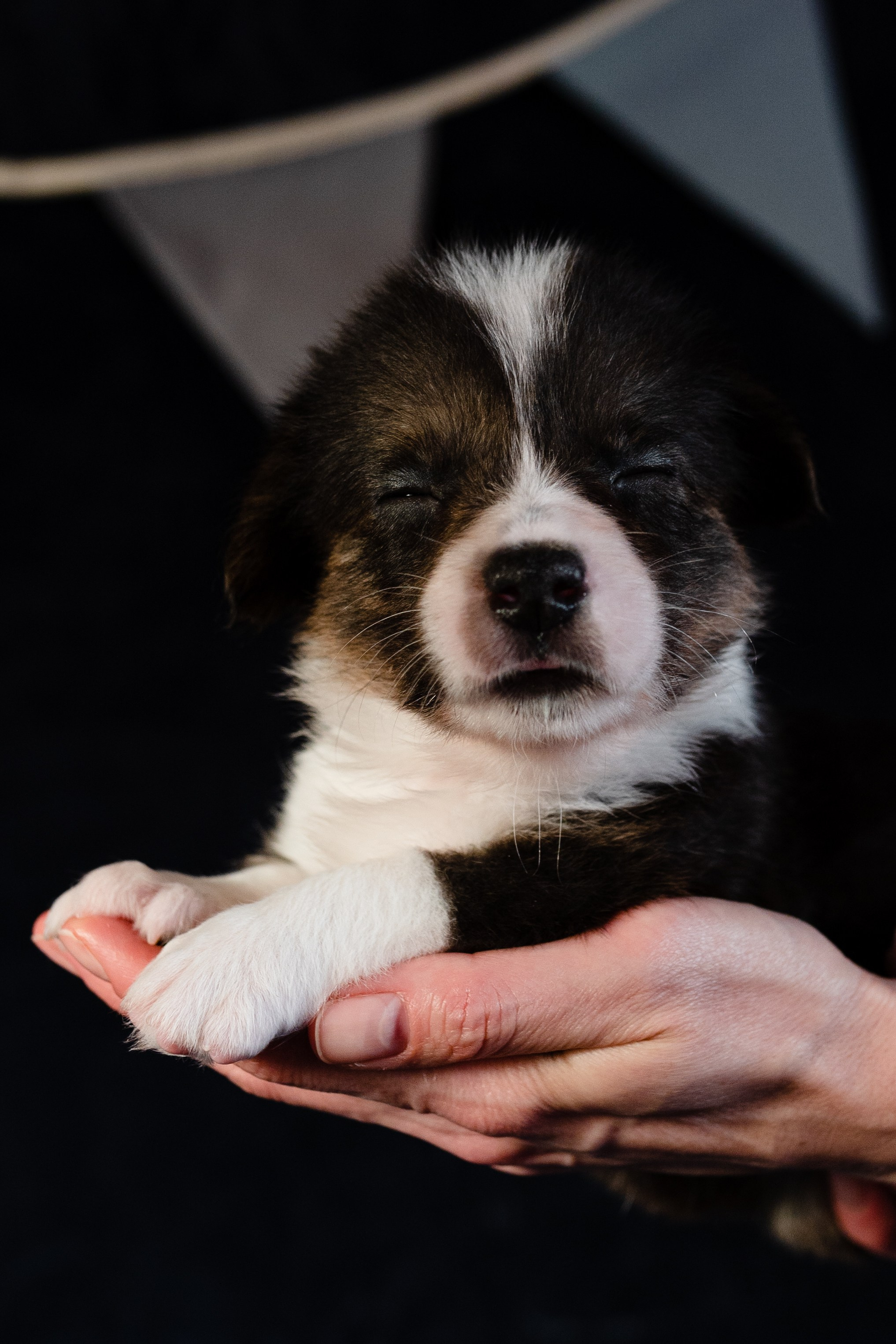 Вельш-корги-пемброк. Фотограф анималист в Москве Ольга Агушева