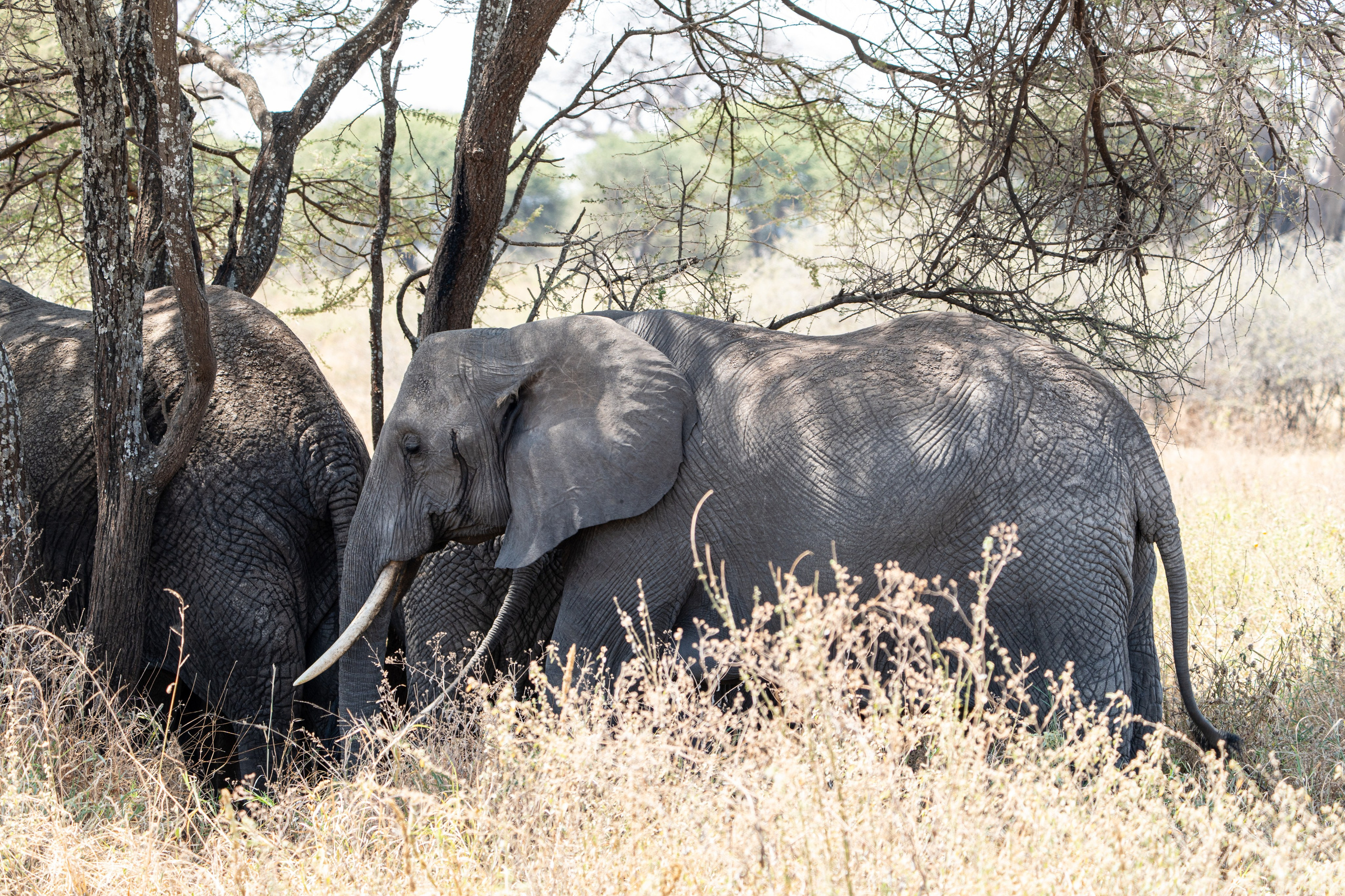 Танзания, сафари, 2025. Творческие сьемки