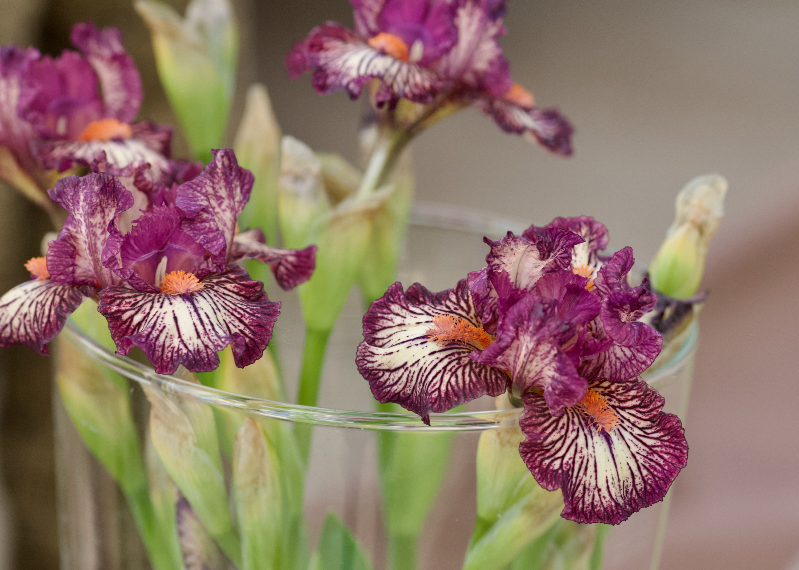 Аптекарский огород. Ирисы. Пионы. Школьные выпускные альбомы в Москве Марина Николаева
