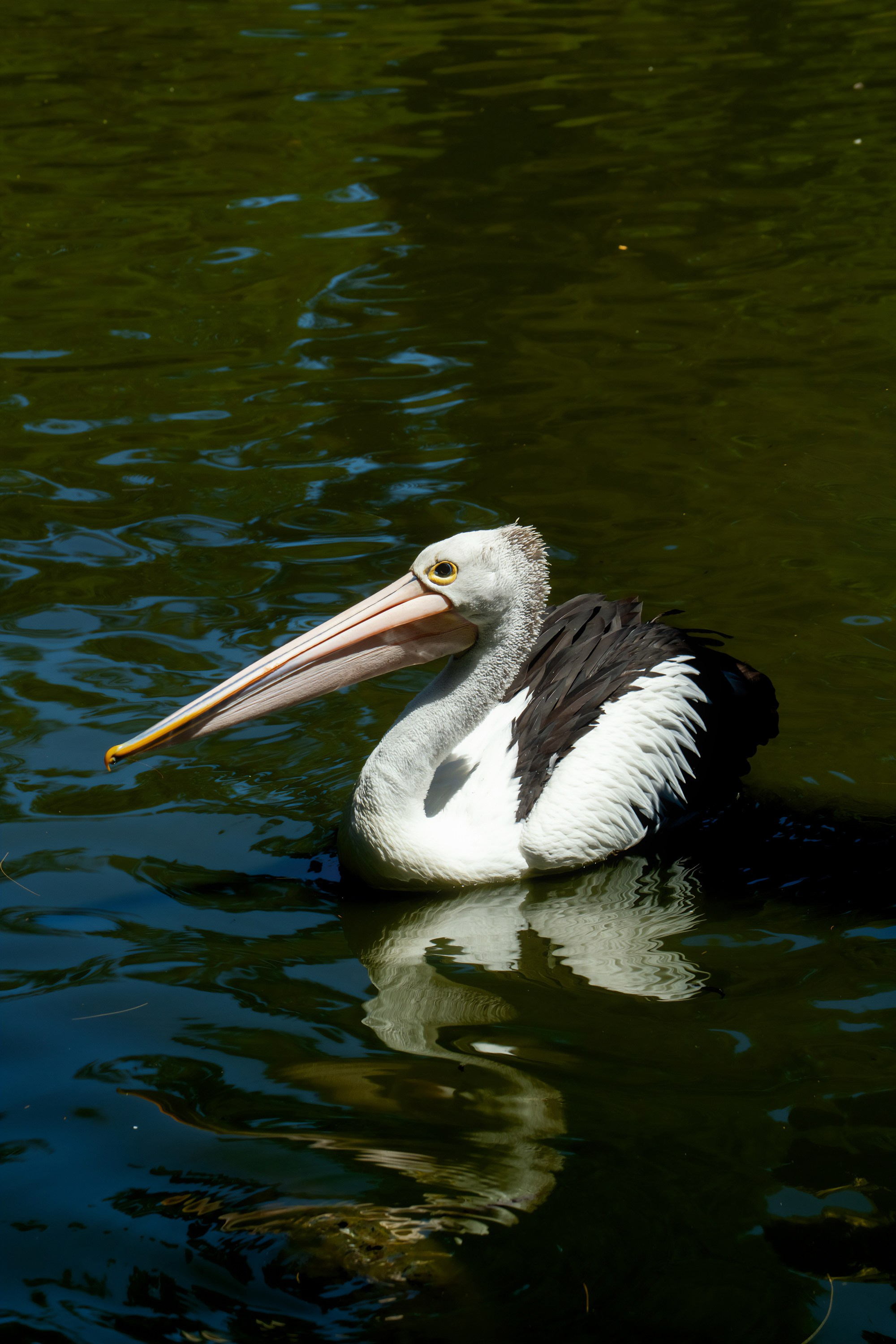 Австралия. Фотограф в Хабаровске. Фотография за 24 часа