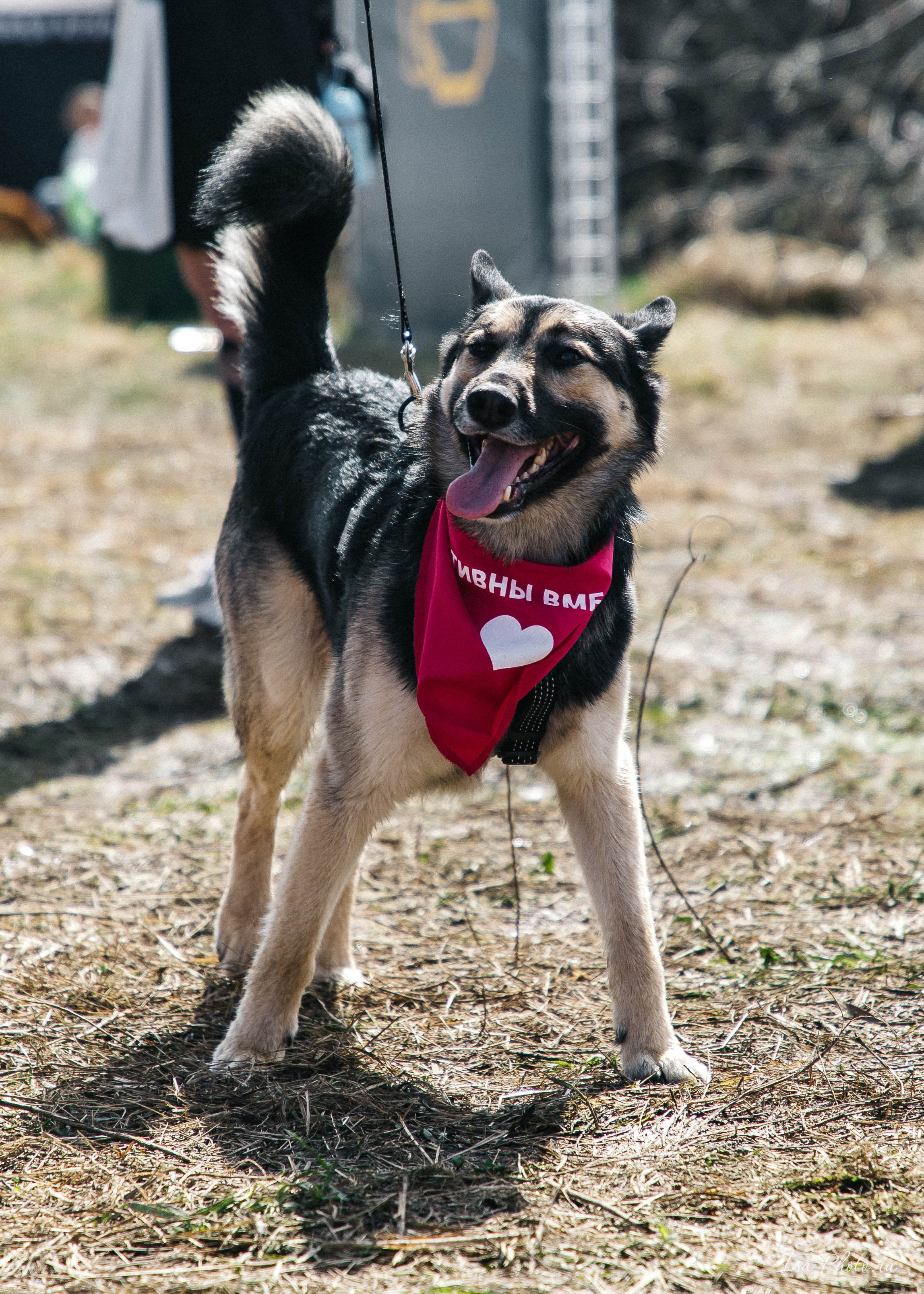 Кросс «Быстрый пёс» 2025. Репортажный фотограф в Москве