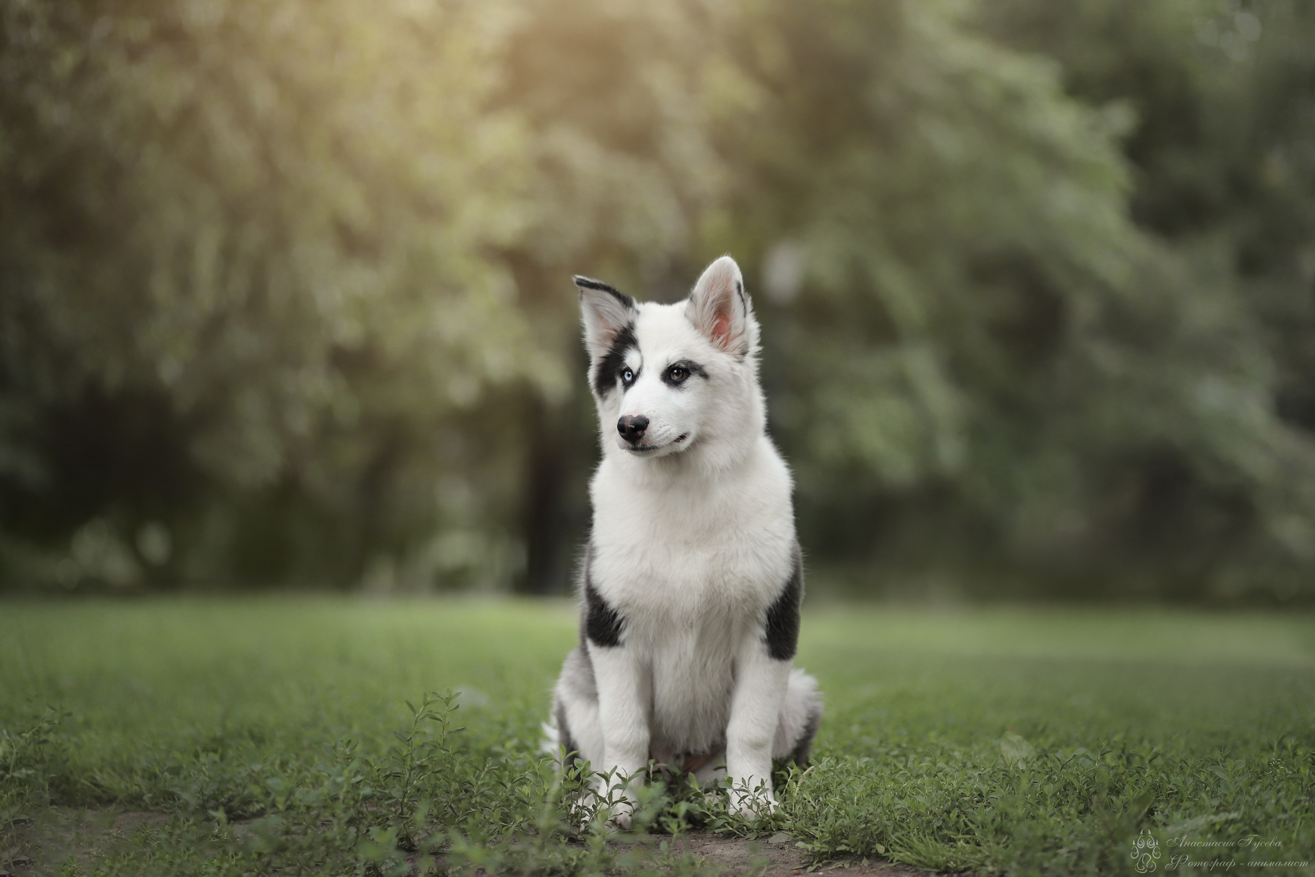 Фотосъёмка собак. Семейный и анималист фотограф в Переславле Анастасия Гусева