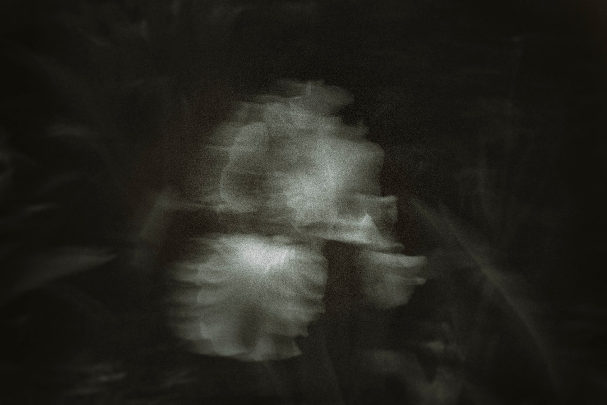 Flowers. Visual artist