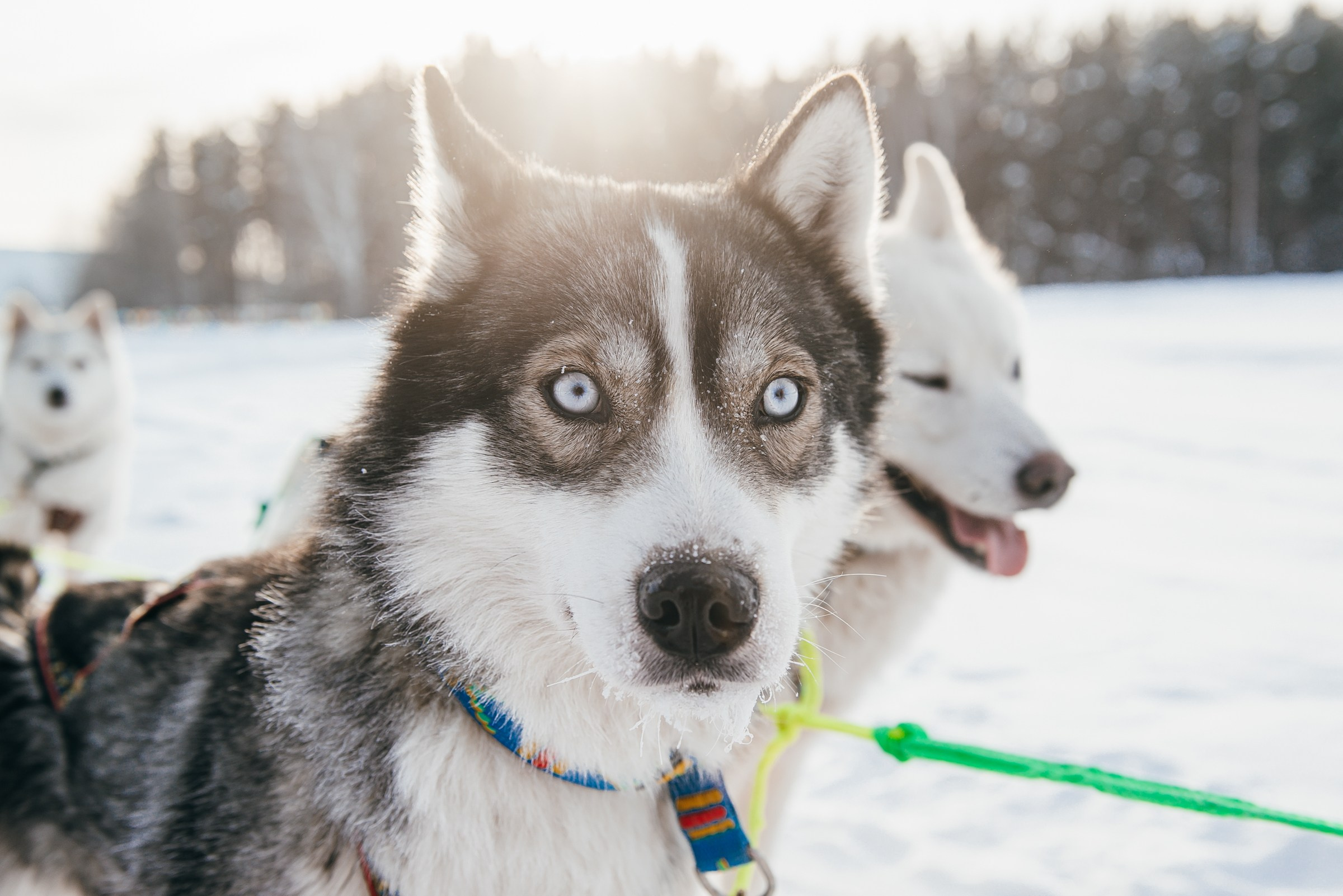 Репортажный фотограф в Екатеринбурге Ирина Смирнова. Профессиональный фотограф в Екатеринбурге Ирина Смирнова