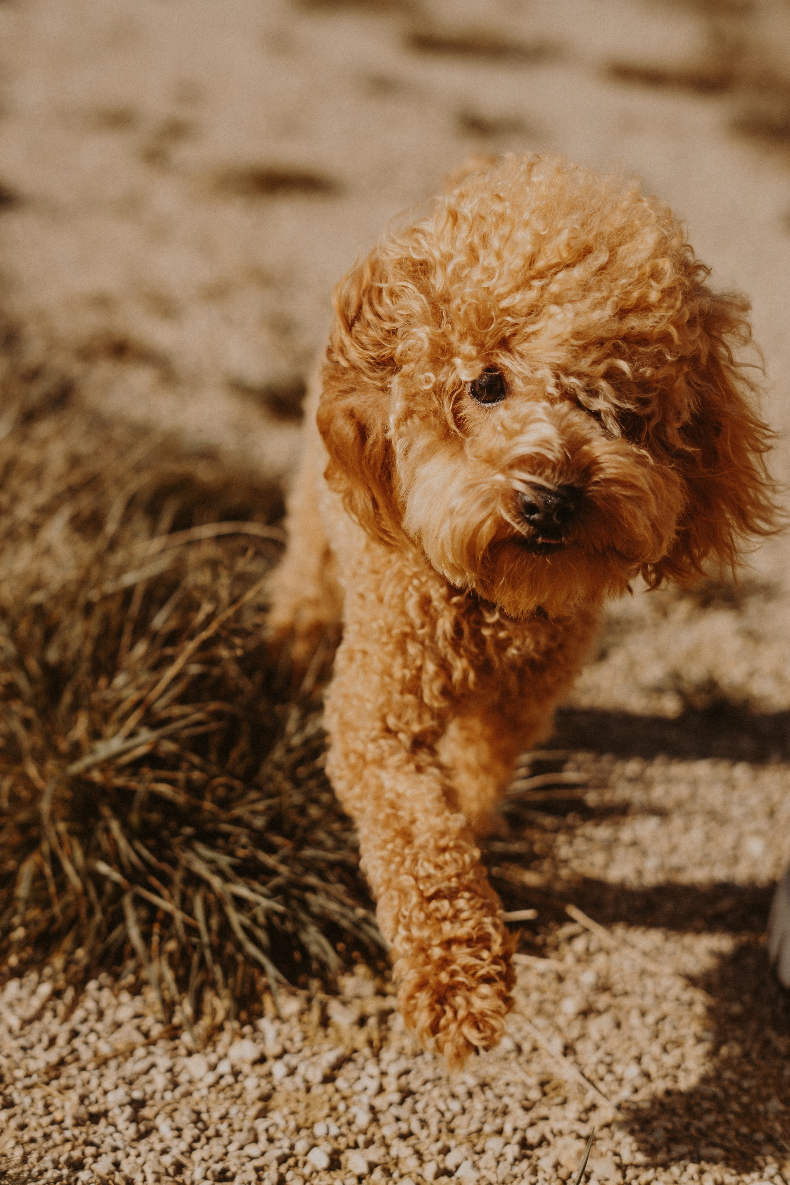 Осенняя семейная съемка. Фотограф сахалин