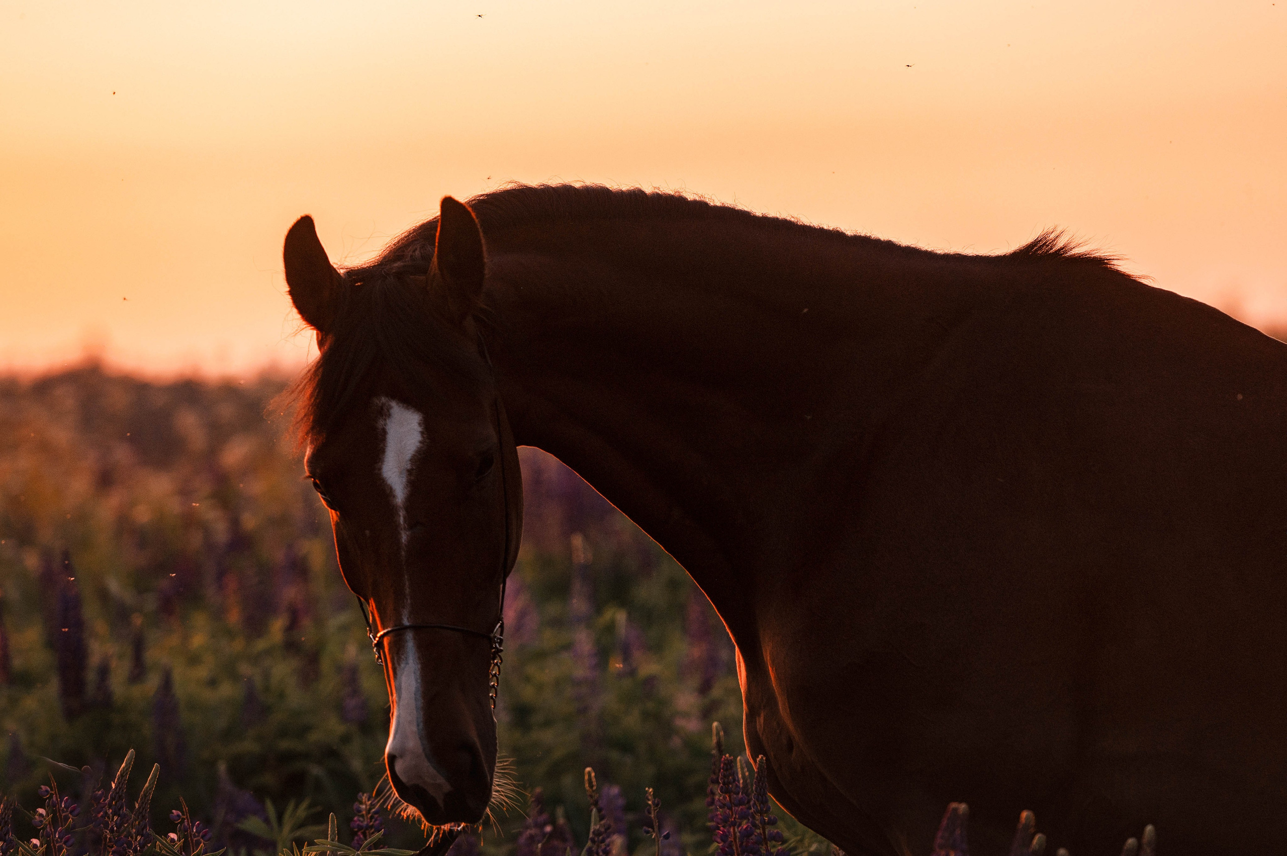 Ивори в закатных полях. Фотограф-анималист