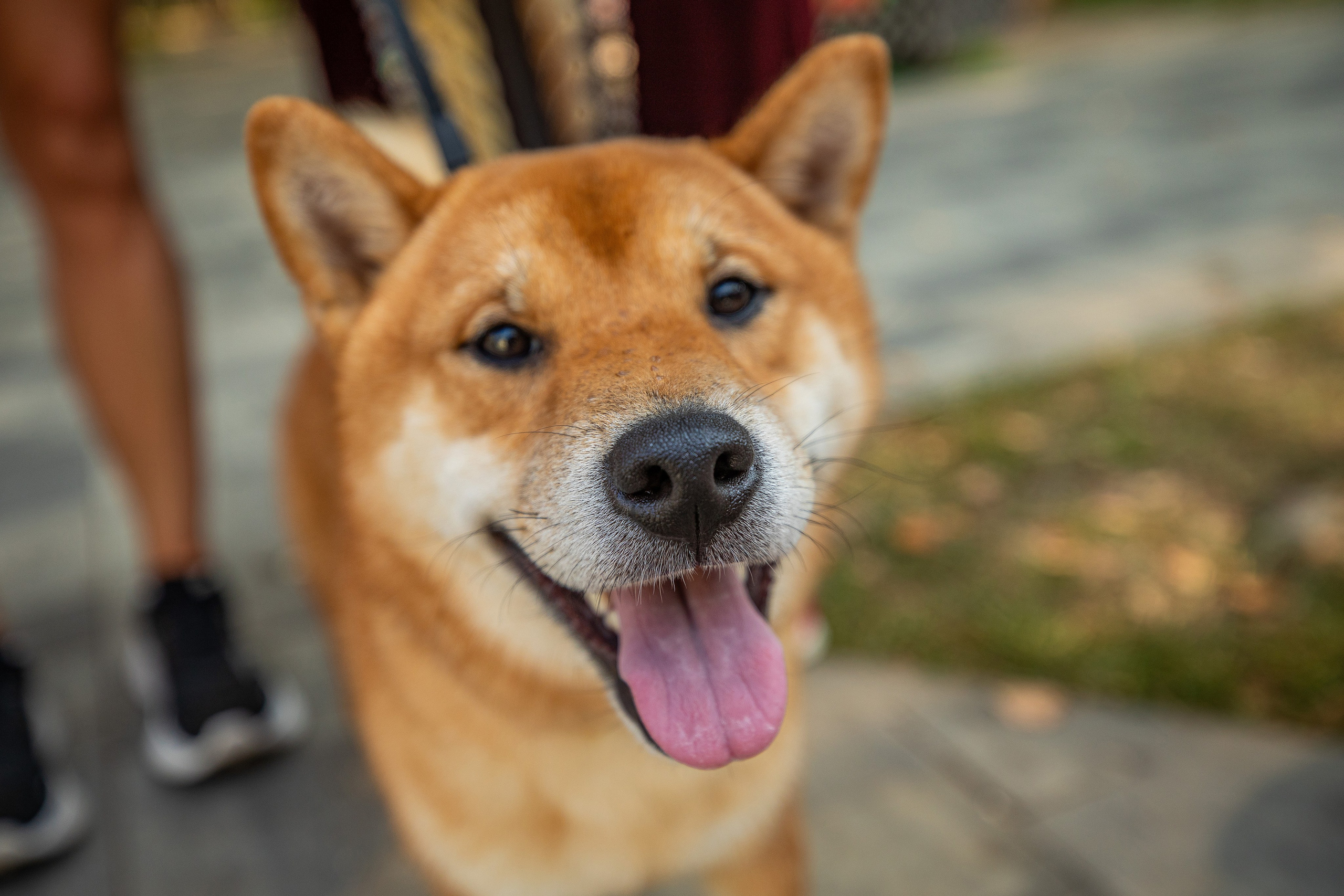 119 забег 5 вёрст Химки 31.08.24. Фотограф Сергей Ловкий