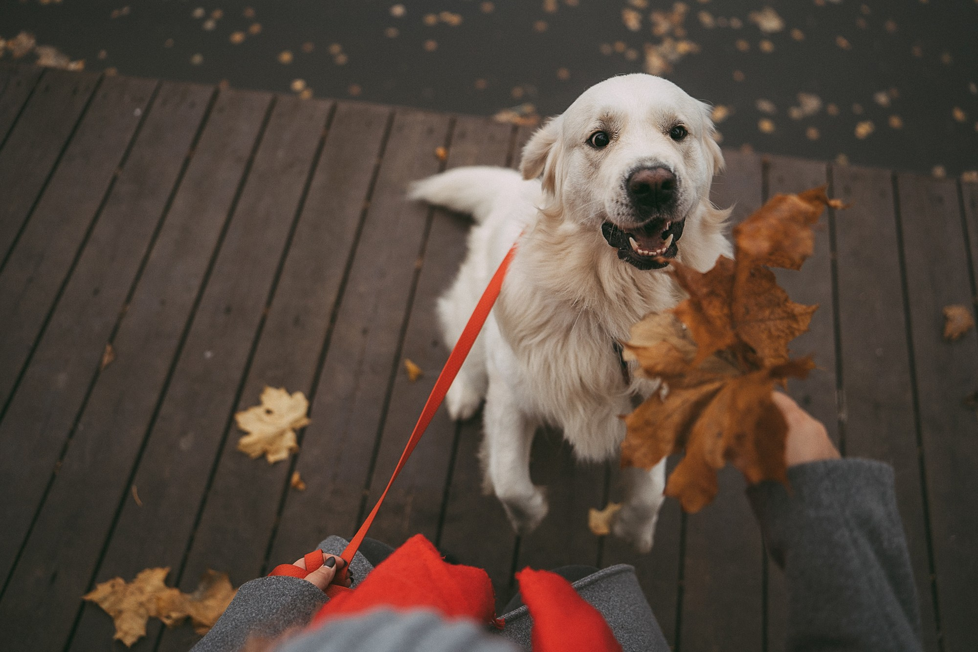Лена и Мерлин. Фотограф анималист в Москве и Санкт-Петербурге Свиридова Анна