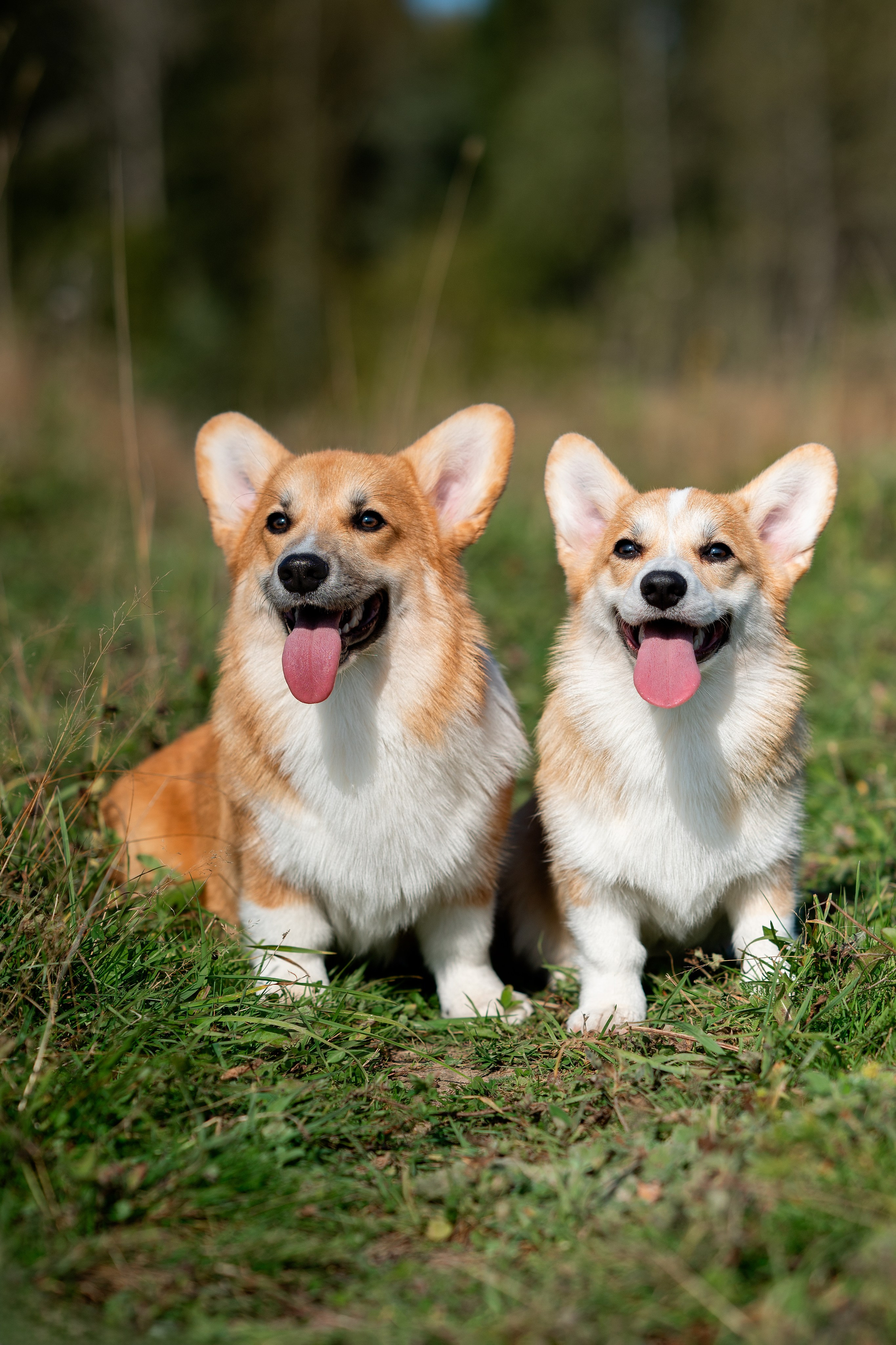 Заводчик Ольга Кушкина. Творческий фотограф Вологда