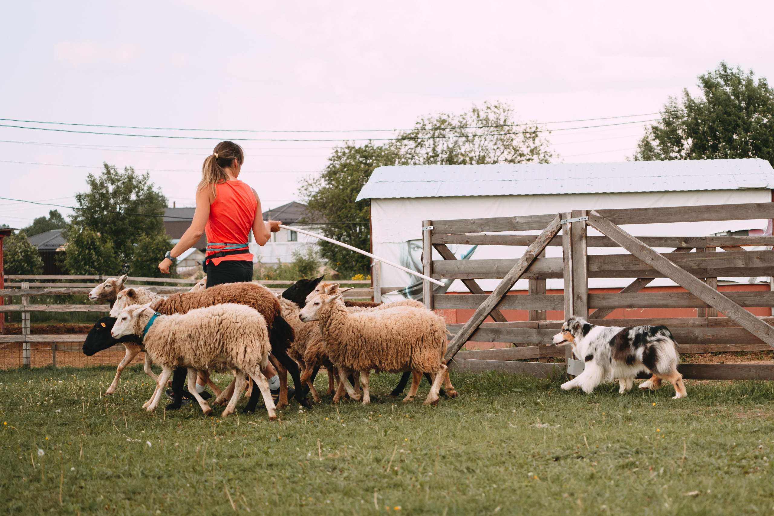Состязания по пастушьей службе 1-2.06.24, Заостровье. Фотограф-анималист Анастасия Большакова