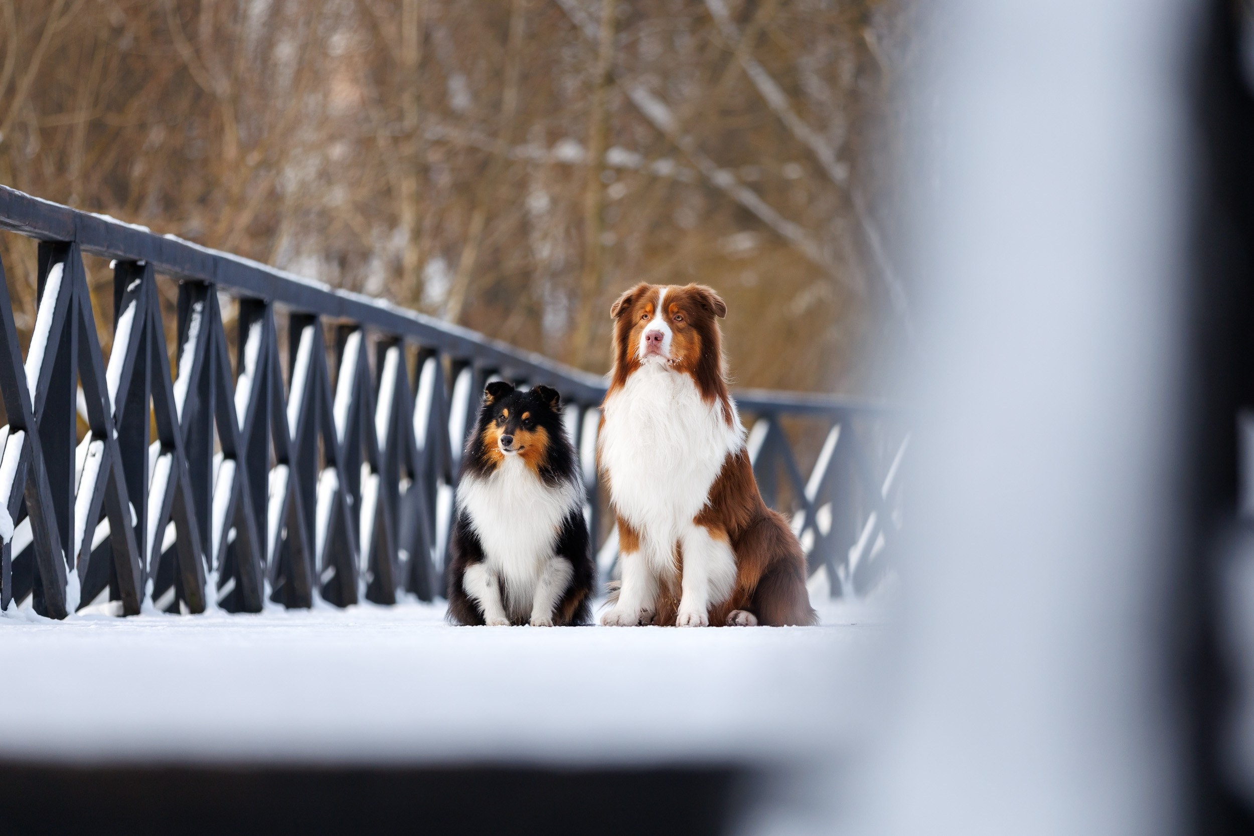 Марик и Дэн. Фотограф-анималист в Москве и Московской области Татьяна Фролова