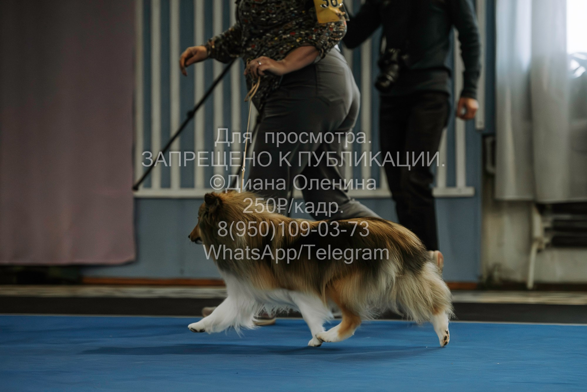 Выставка собак Красноярск 29.10.2023. Фотограф Диана Оленина Красноярск / Братск