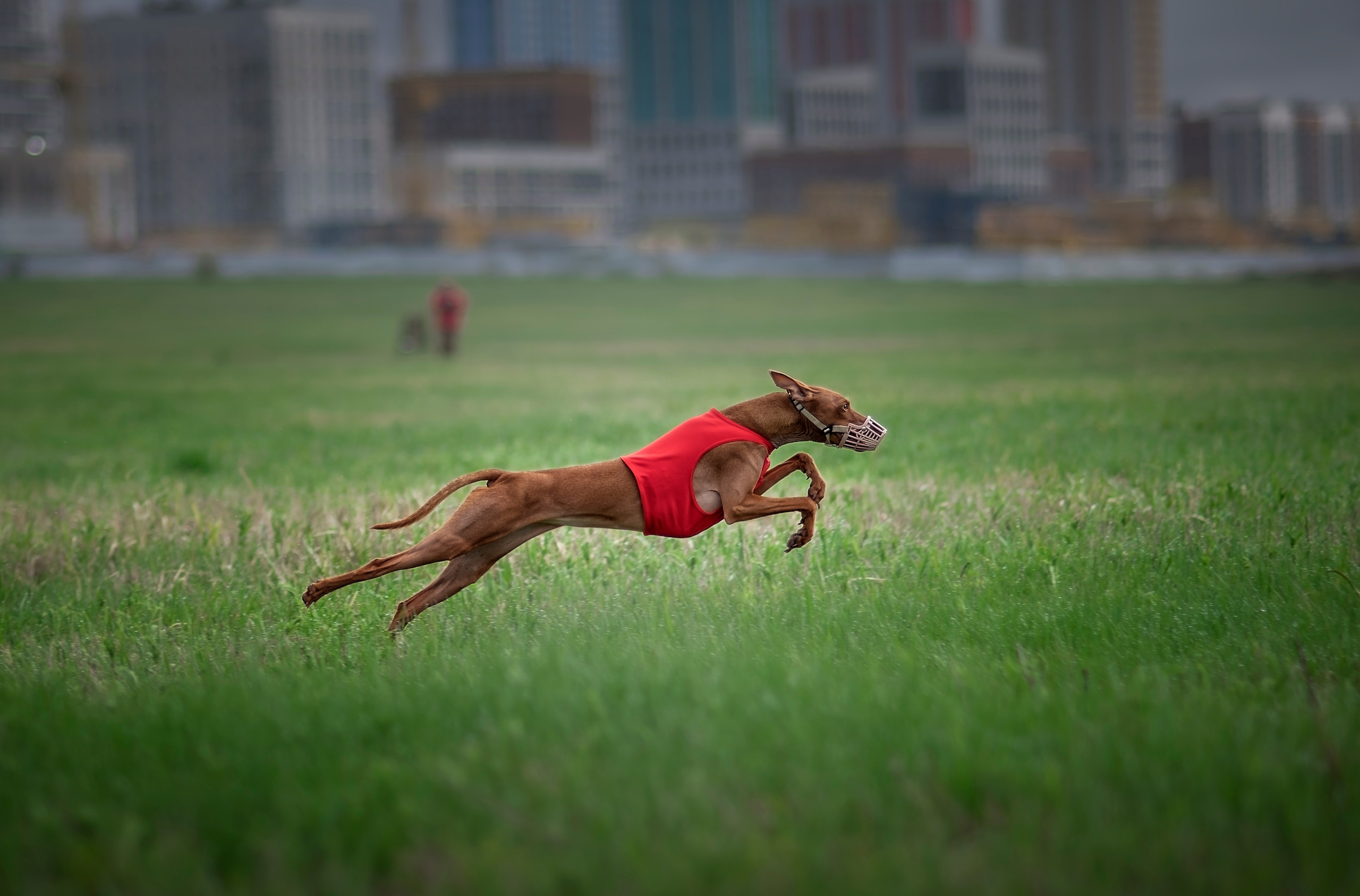 Курсинг. Фотограф анималист Ставрополь Яна Кудлай