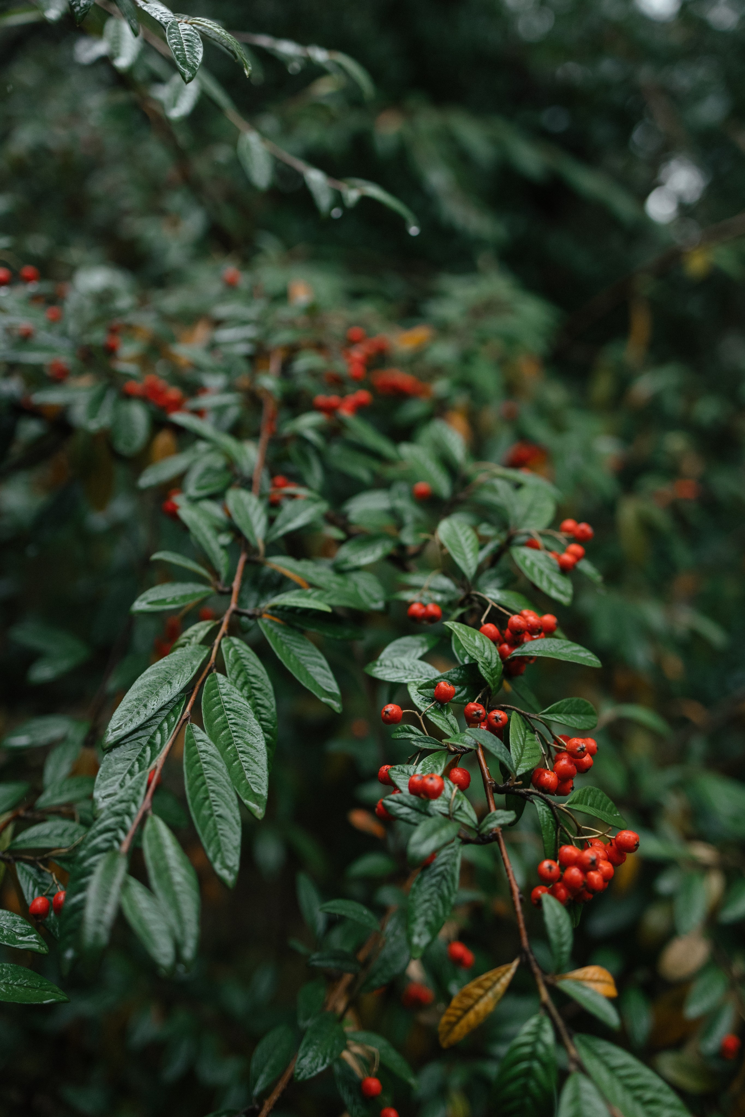 Сочи в декабре. Портретный фотограф в Санкт-Петербурге