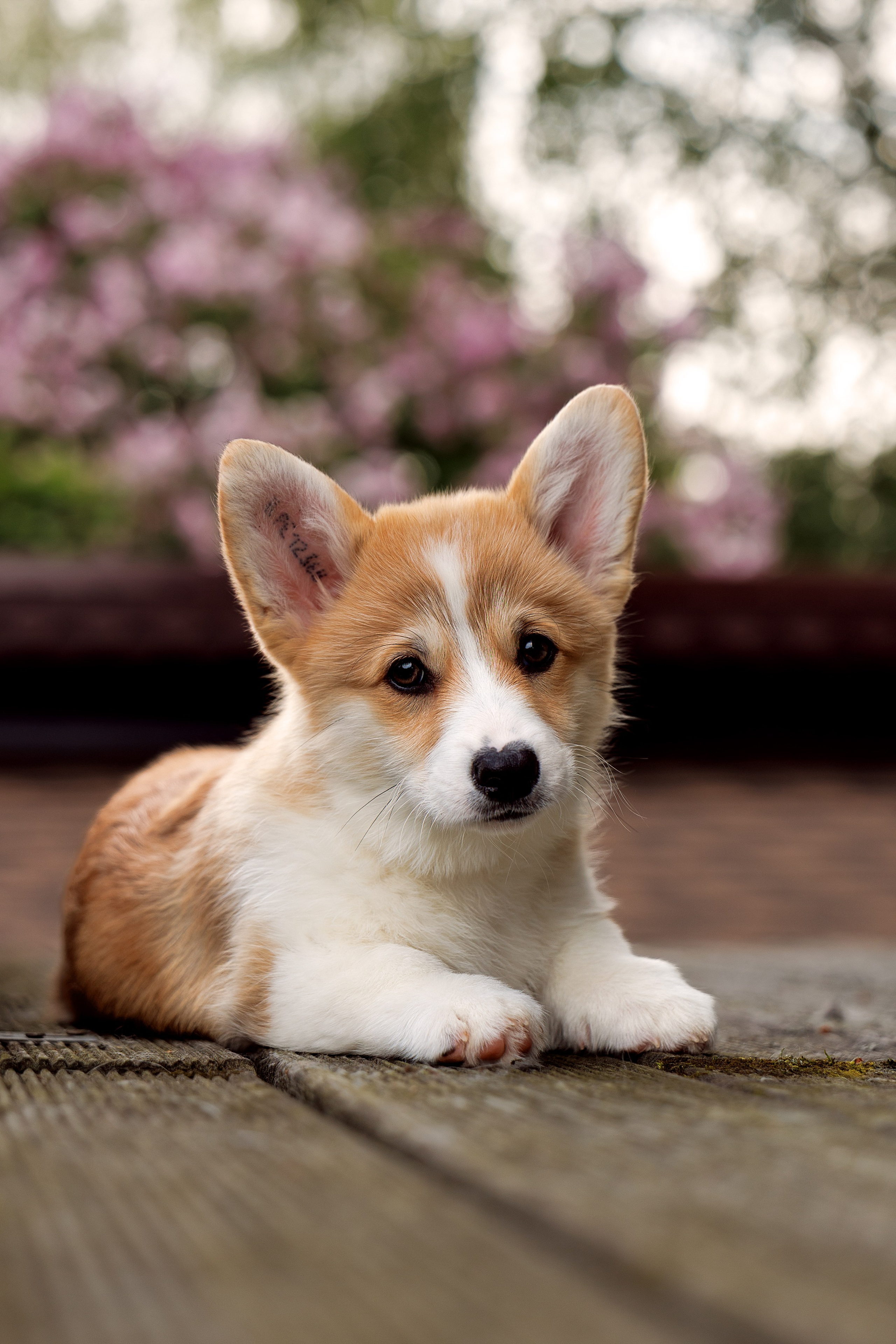 Портфолио: Фотосъёмка щенков в Москве и области — трогательные моменты. Фотограф-анималист и бренд-фотограф в Москве | Фотография собак, людей, бизнес-портрет