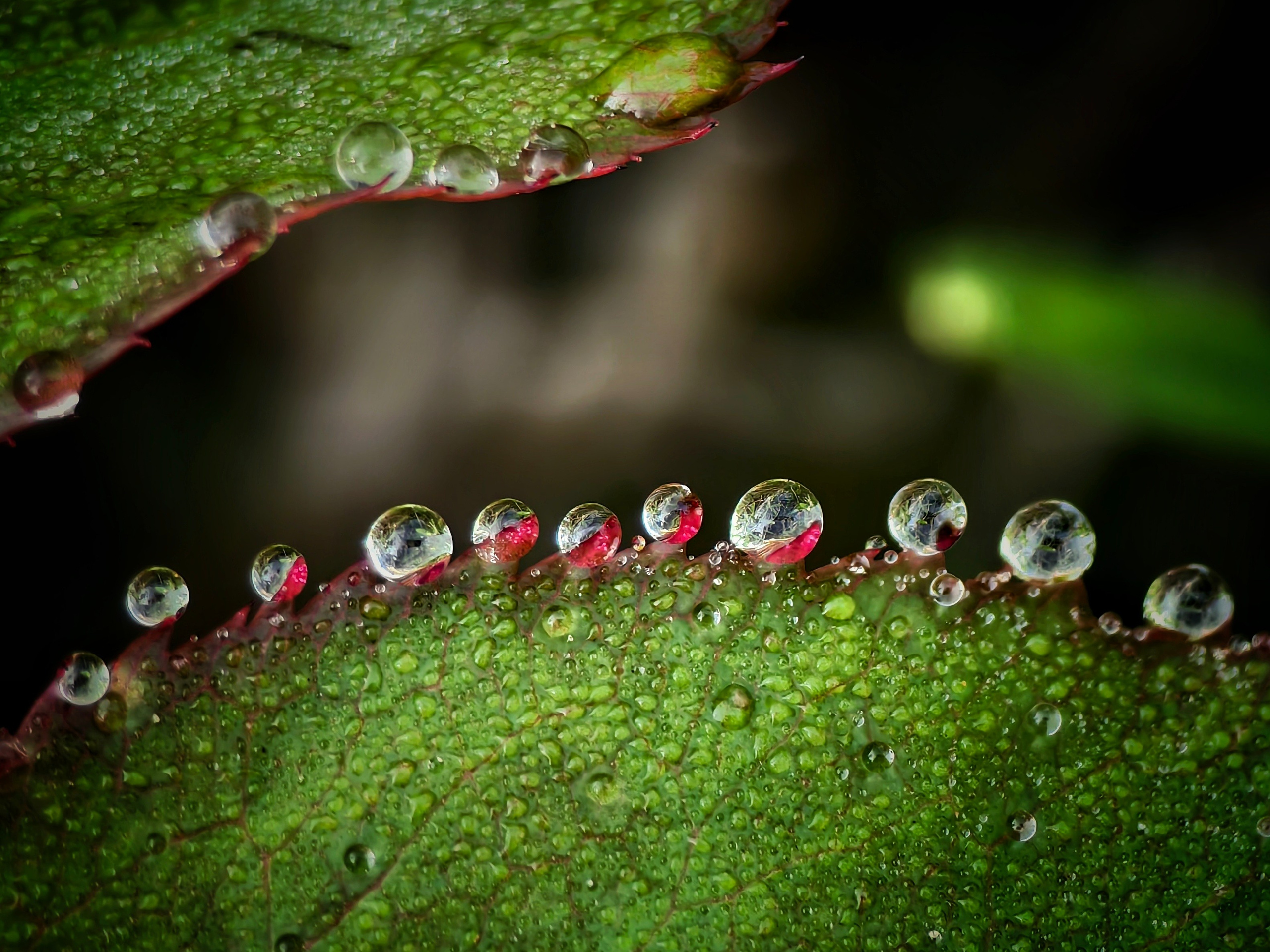 Макрофотографии капель воды: детали дождя, росы и абстракции | Съемка крупным планом