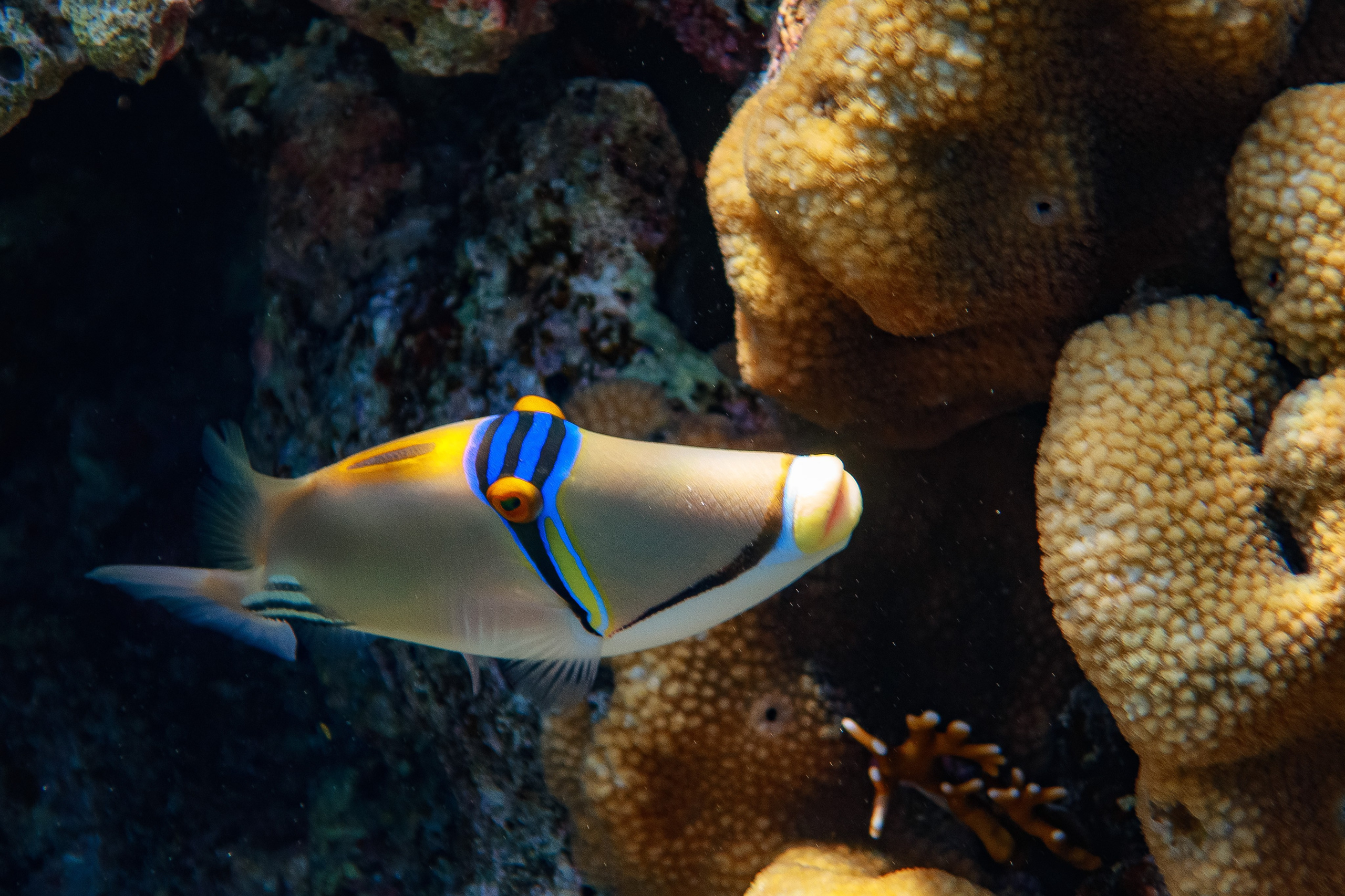 Fish. Фотограф Светлана Голицына