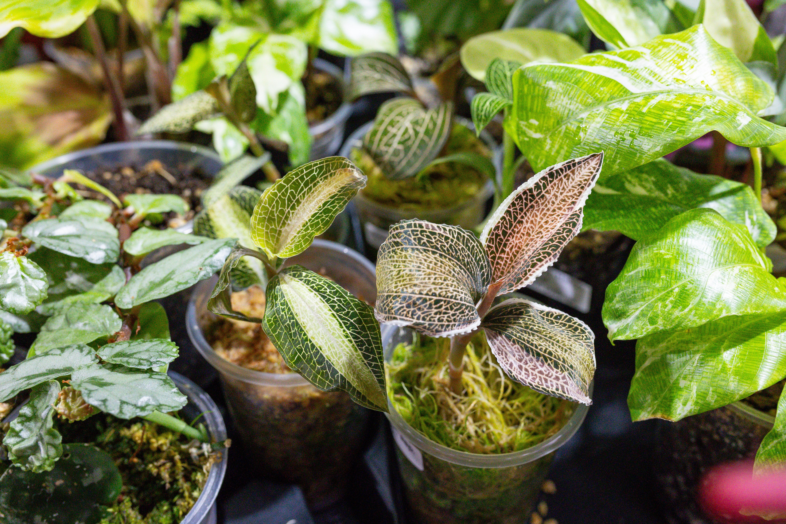 Монстериум 11–12 октября. Александра Куликова фотограф, Москва