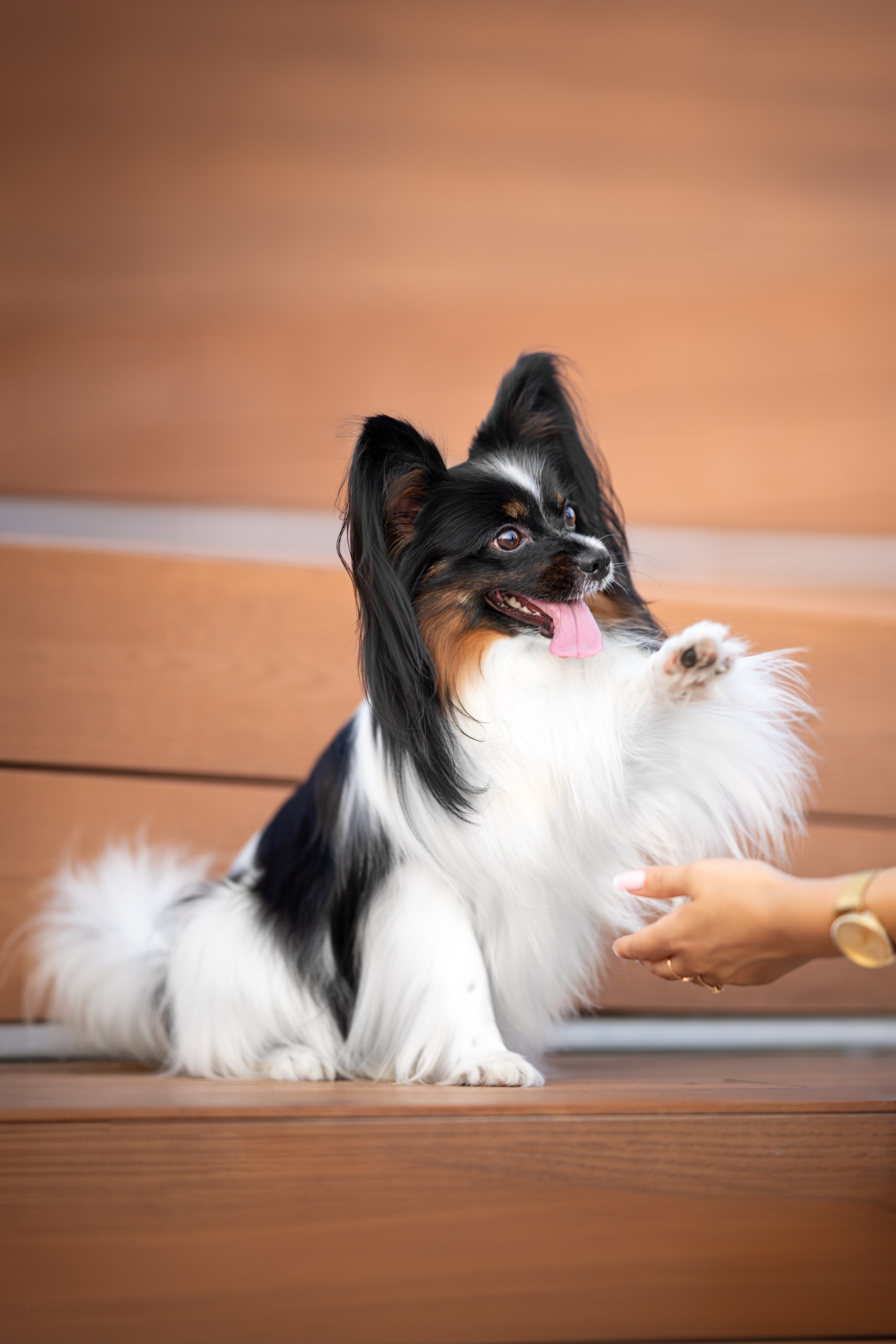 Бэйли, Папийон. Ирина Голомб|Фотограф-анималист в  Сочи и Калининграде