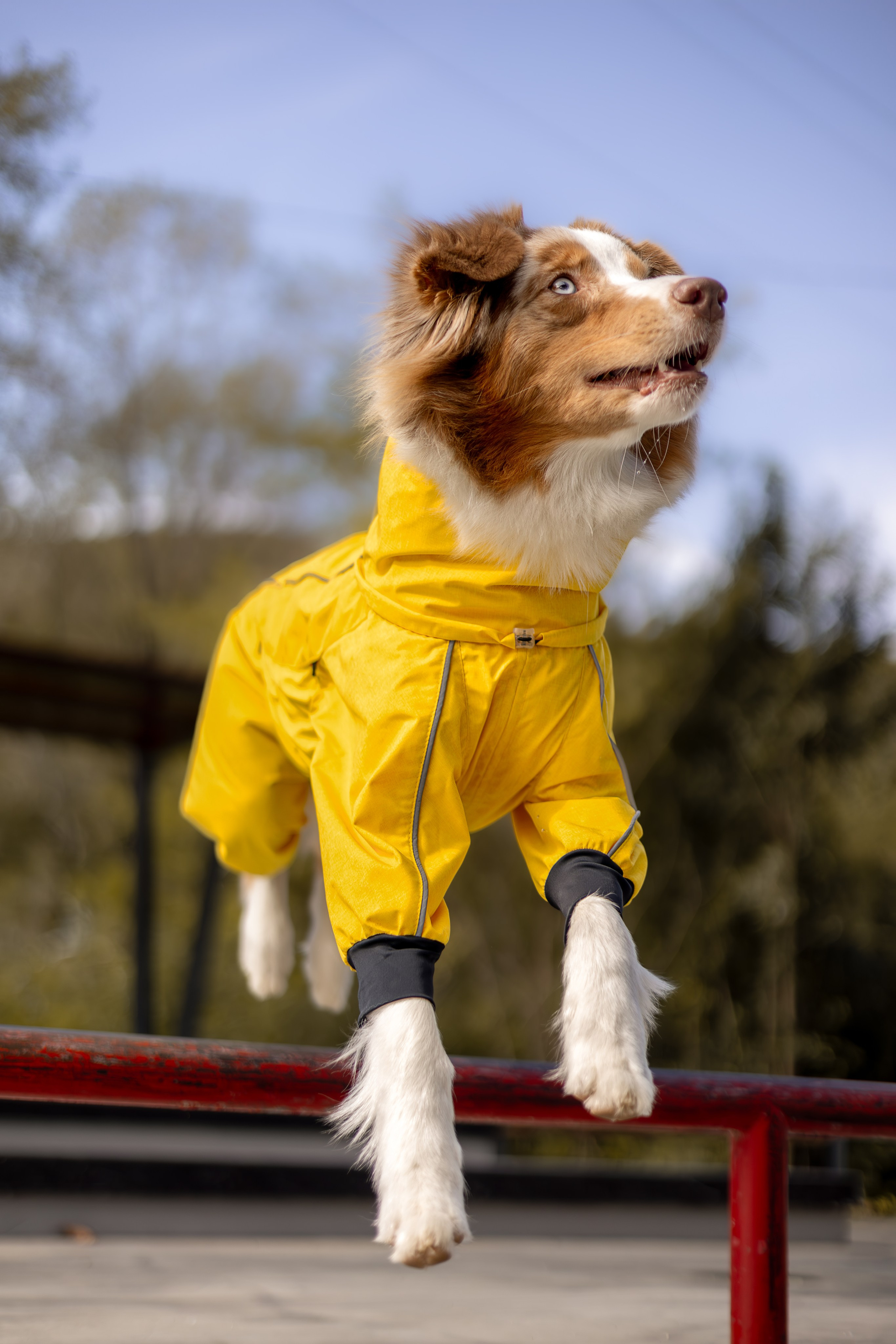 Полли, Австралийская Овчарка. Ирина Голомб|Фотограф-анималист в  Сочи и Калининграде