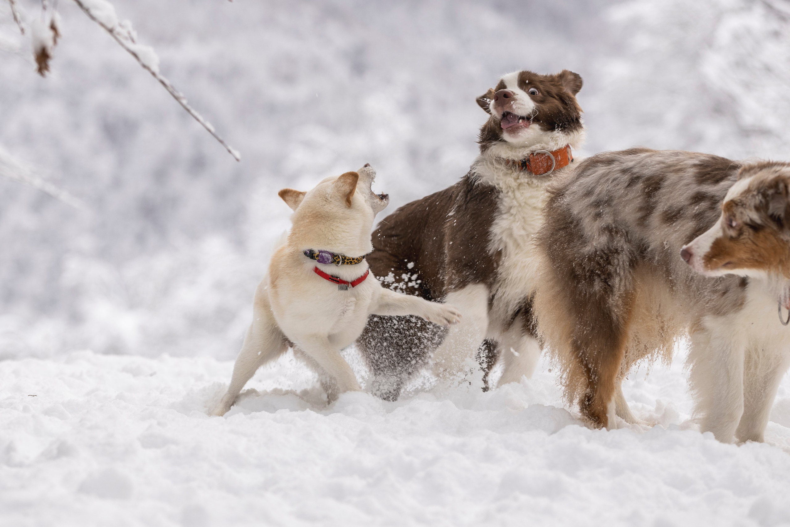 Догтуса Тропа Ефремова. Ирина Голомб|Фотограф-анималист в  Сочи и Калининграде