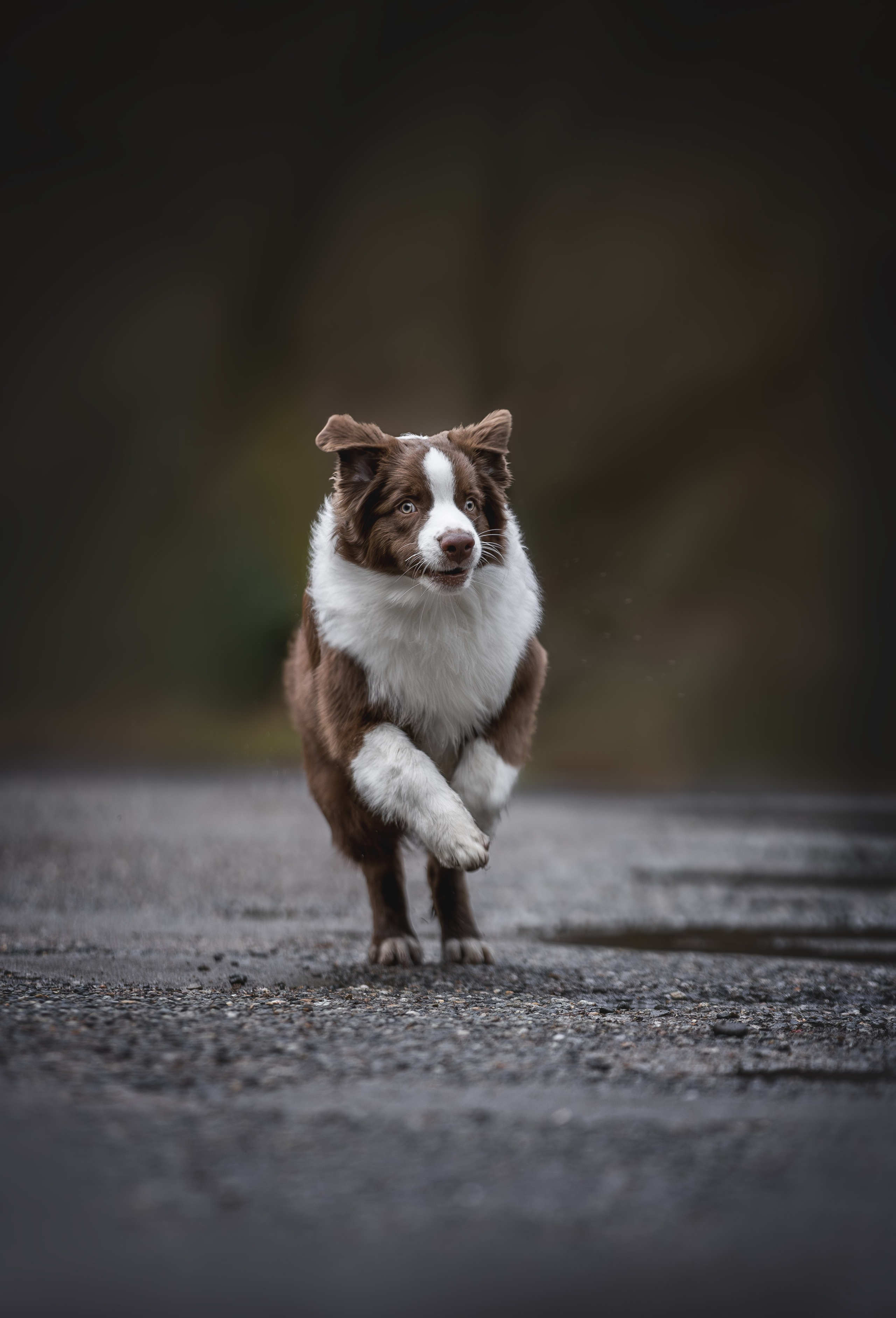 Дин, Австралийская Овчарка. Ирина Голомб|Фотограф-анималист в  Сочи и Калининграде
