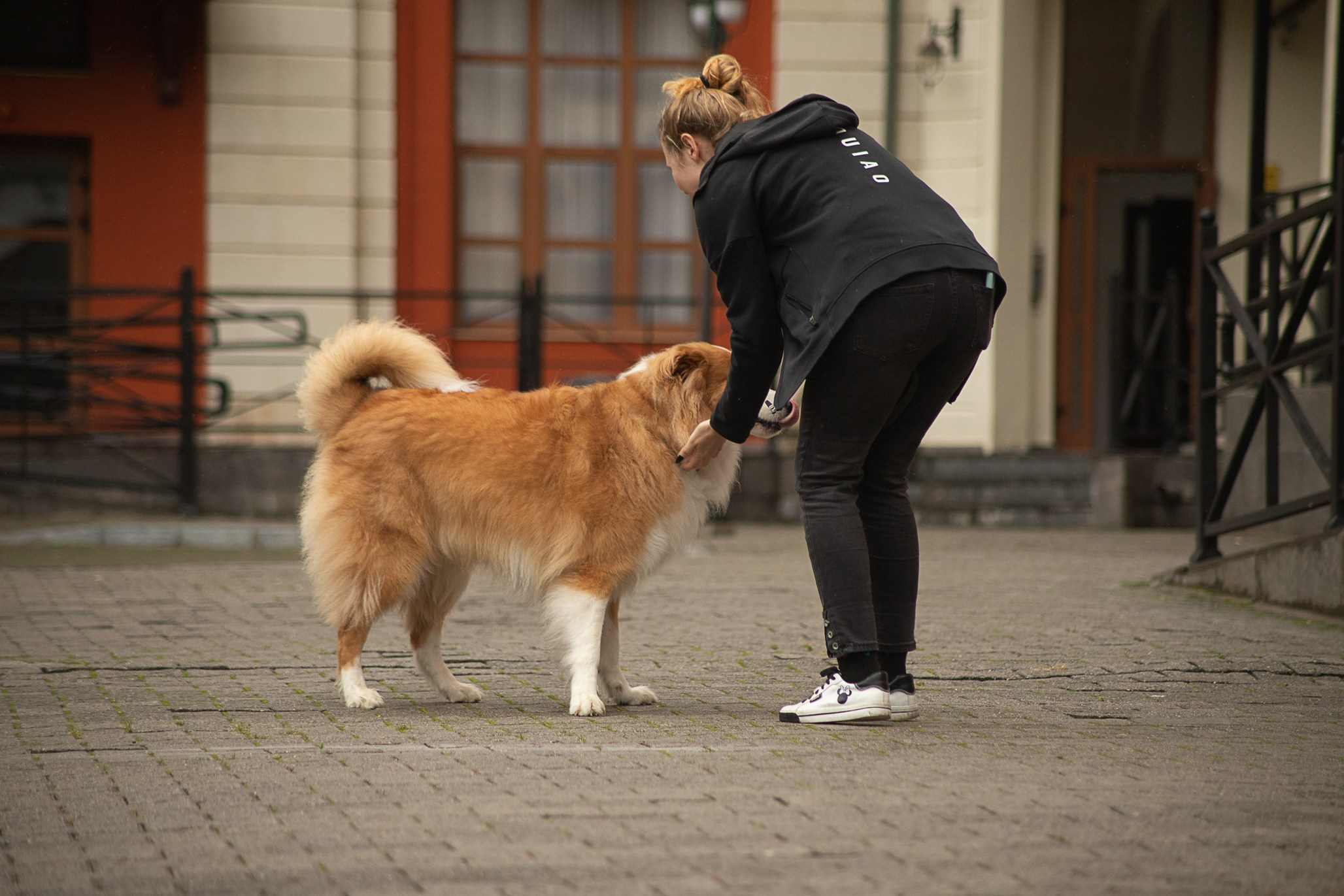 Терри, метис. Ирина Голомб|Фотограф-анималист в  Сочи и Калининграде