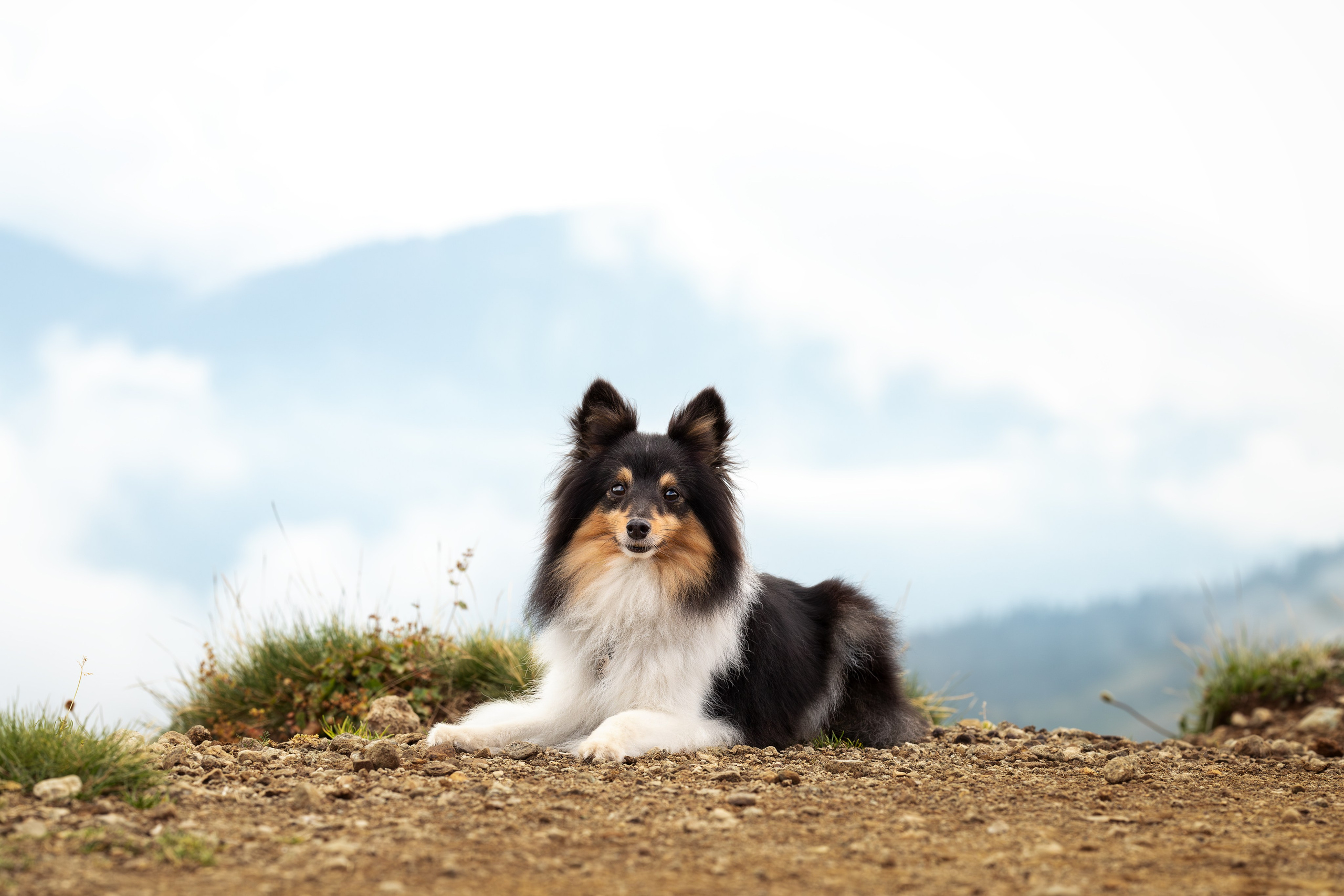 Мята, Шелти. Ирина Голомб|Фотограф-анималист в  Сочи и Калининграде