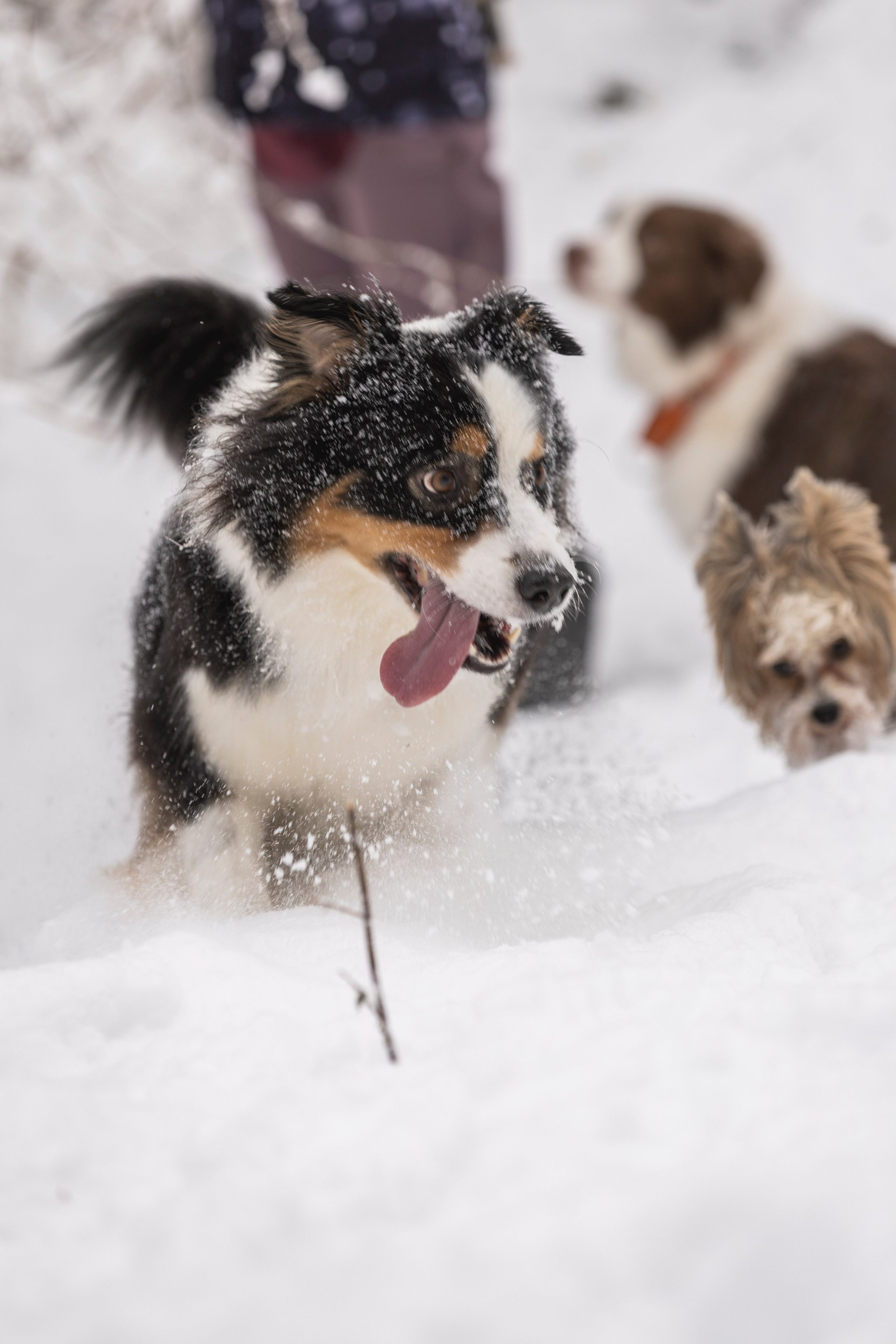 Догтуса Тропа Ефремова. Ирина Голомб|Фотограф-анималист в  Сочи и Калининграде