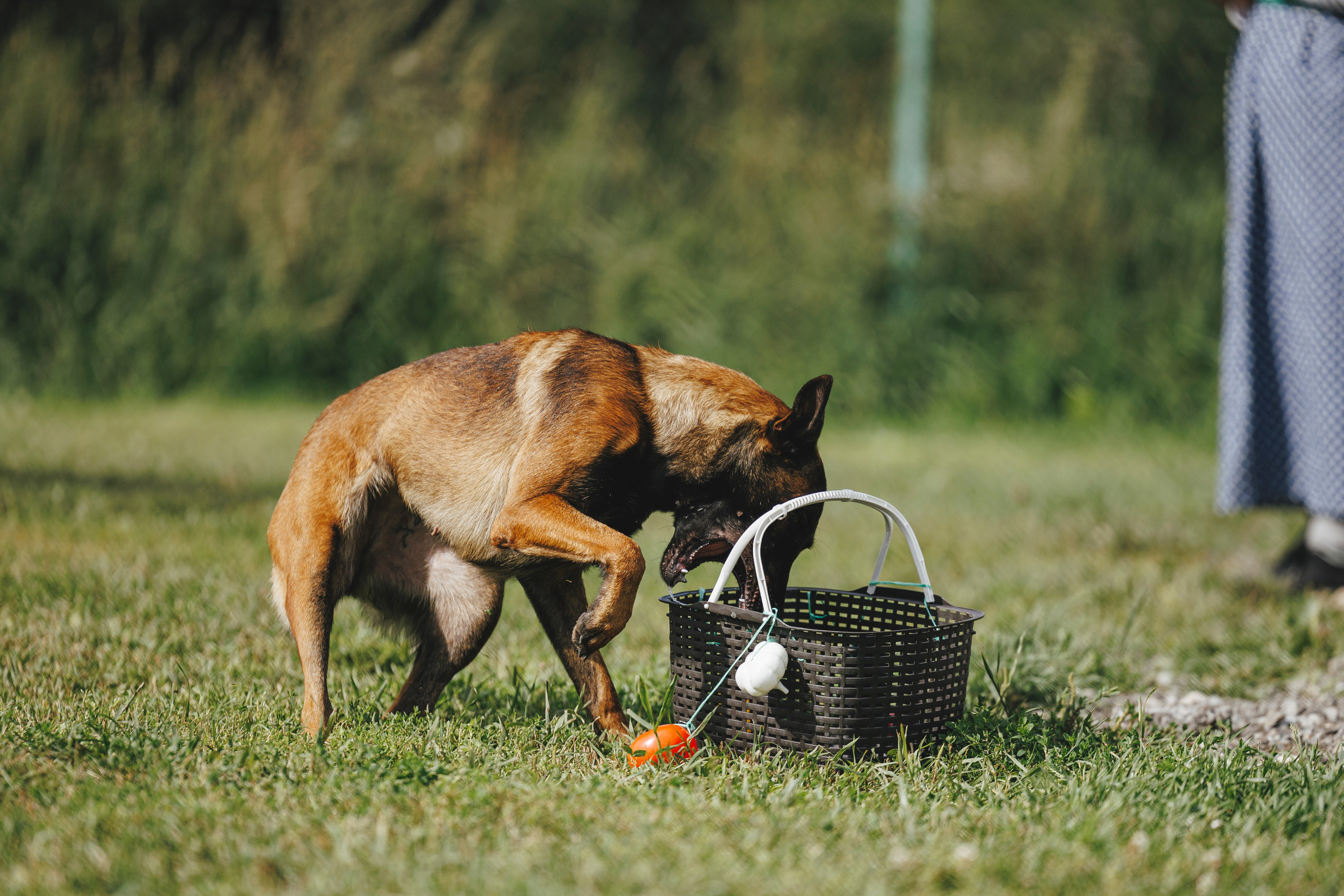 08.08.25-10.08.25 ЧР по мондьорингу г. Вологда. Фотограф-анималист Анна Маринич