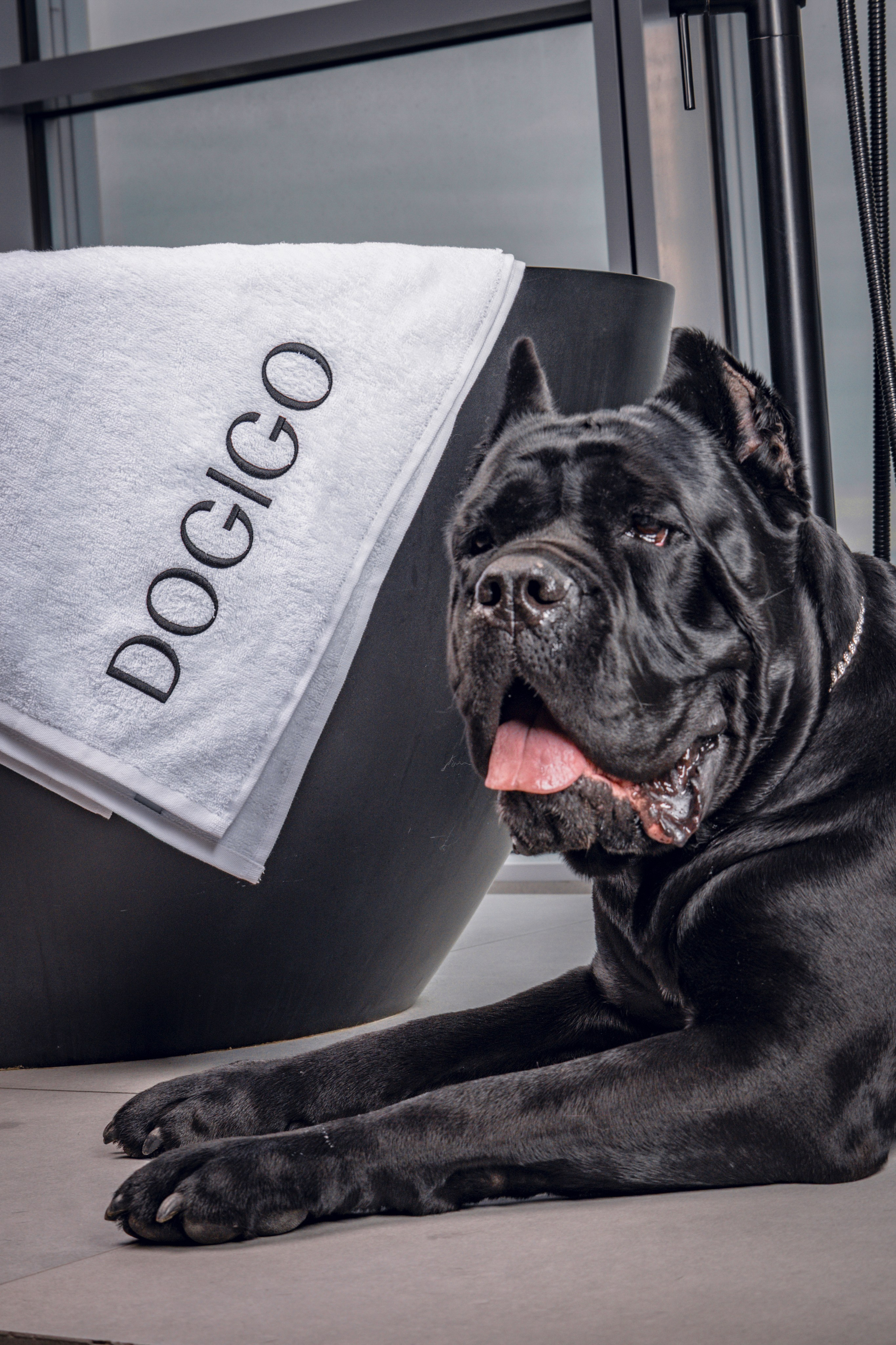 DOGIGO. Фотограф анималист в Санкт-Петербурге Таша Крейв