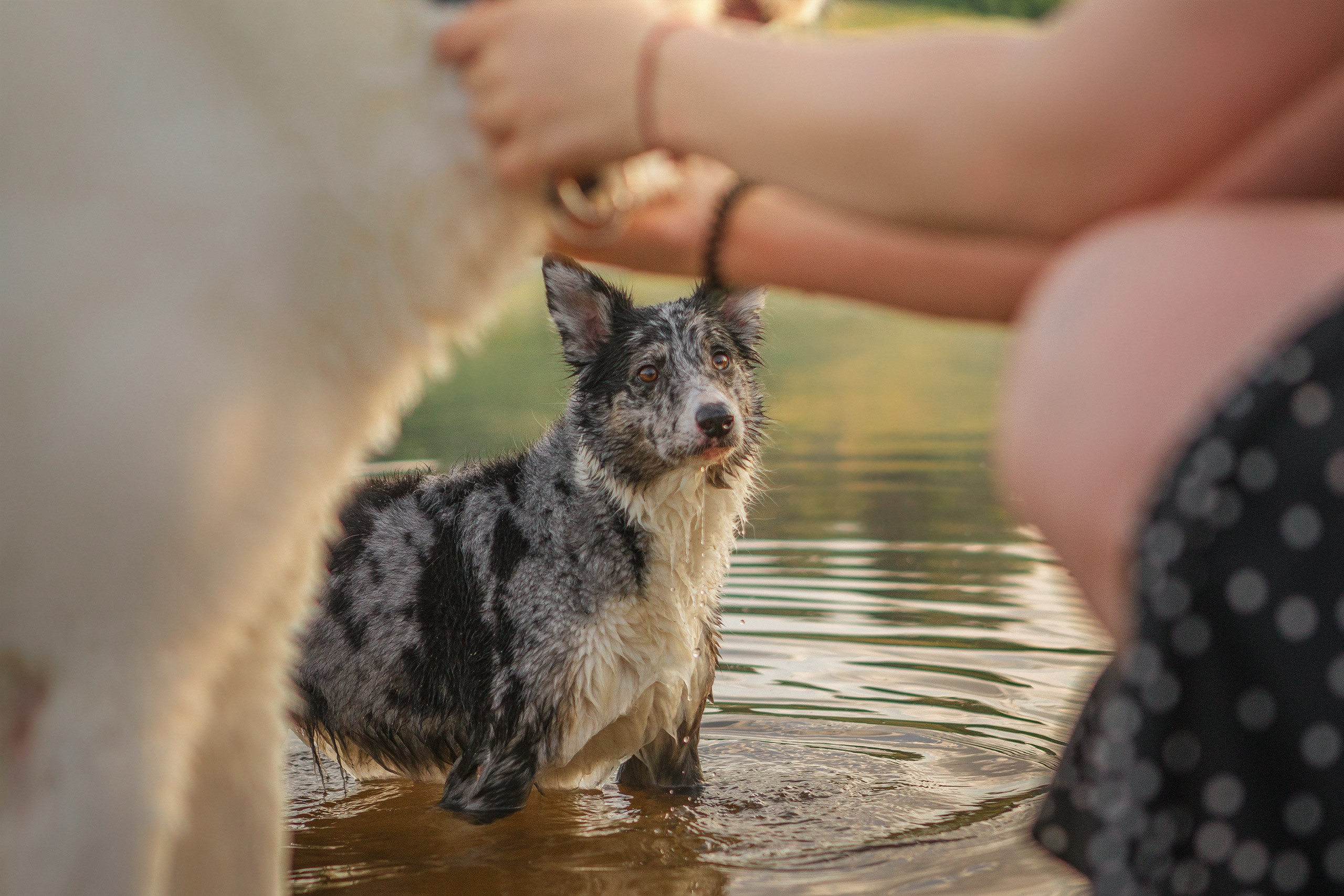 Таня и команда на рассвете. Фотограф анималист Кузнецова Анна Нижний Новгород