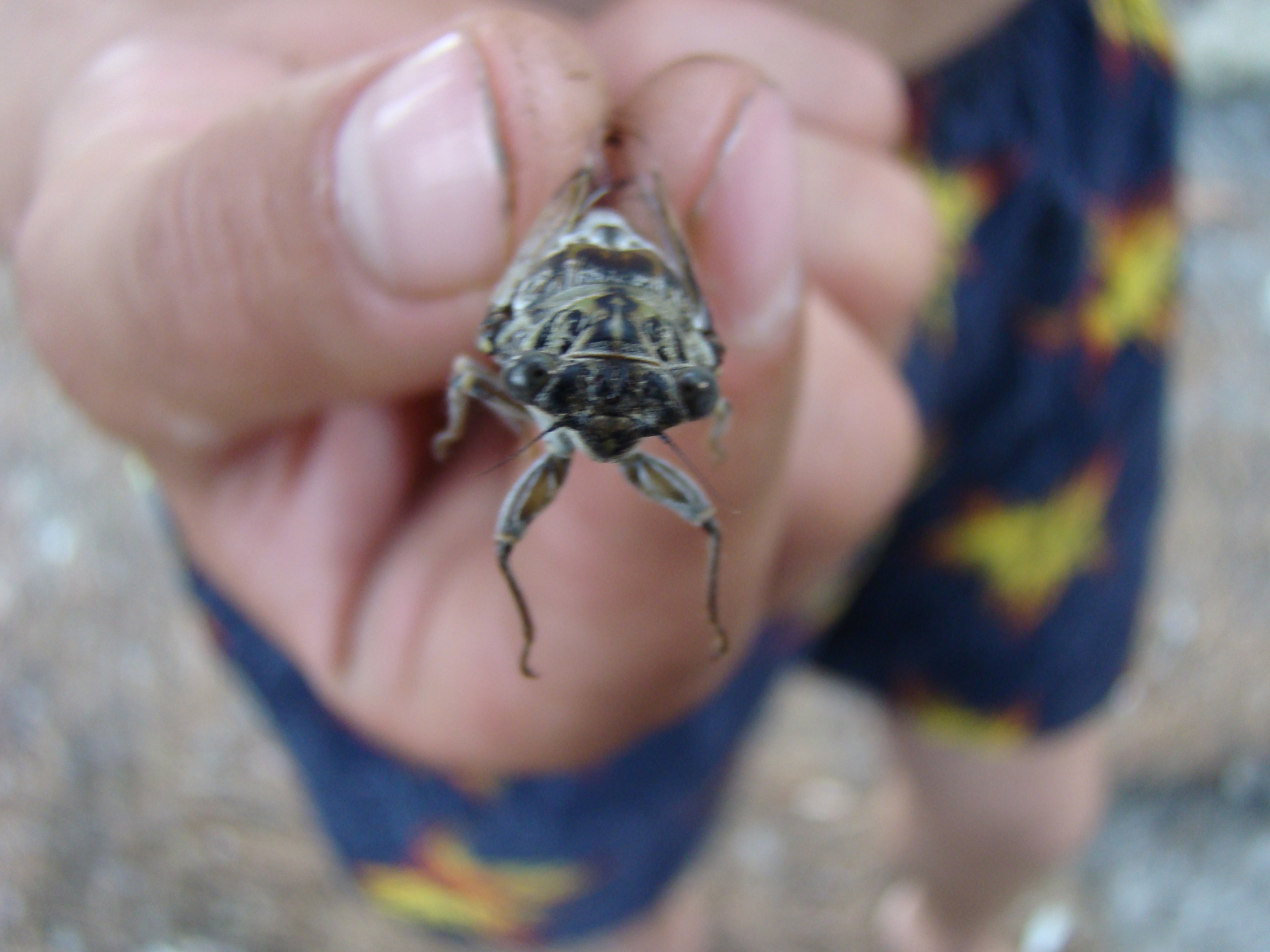 Кабардинка (фото Зевиных) 25.06-24.07.2008. Семейный, Свадебный фотограф СПБ Питер— Романова Екатерина