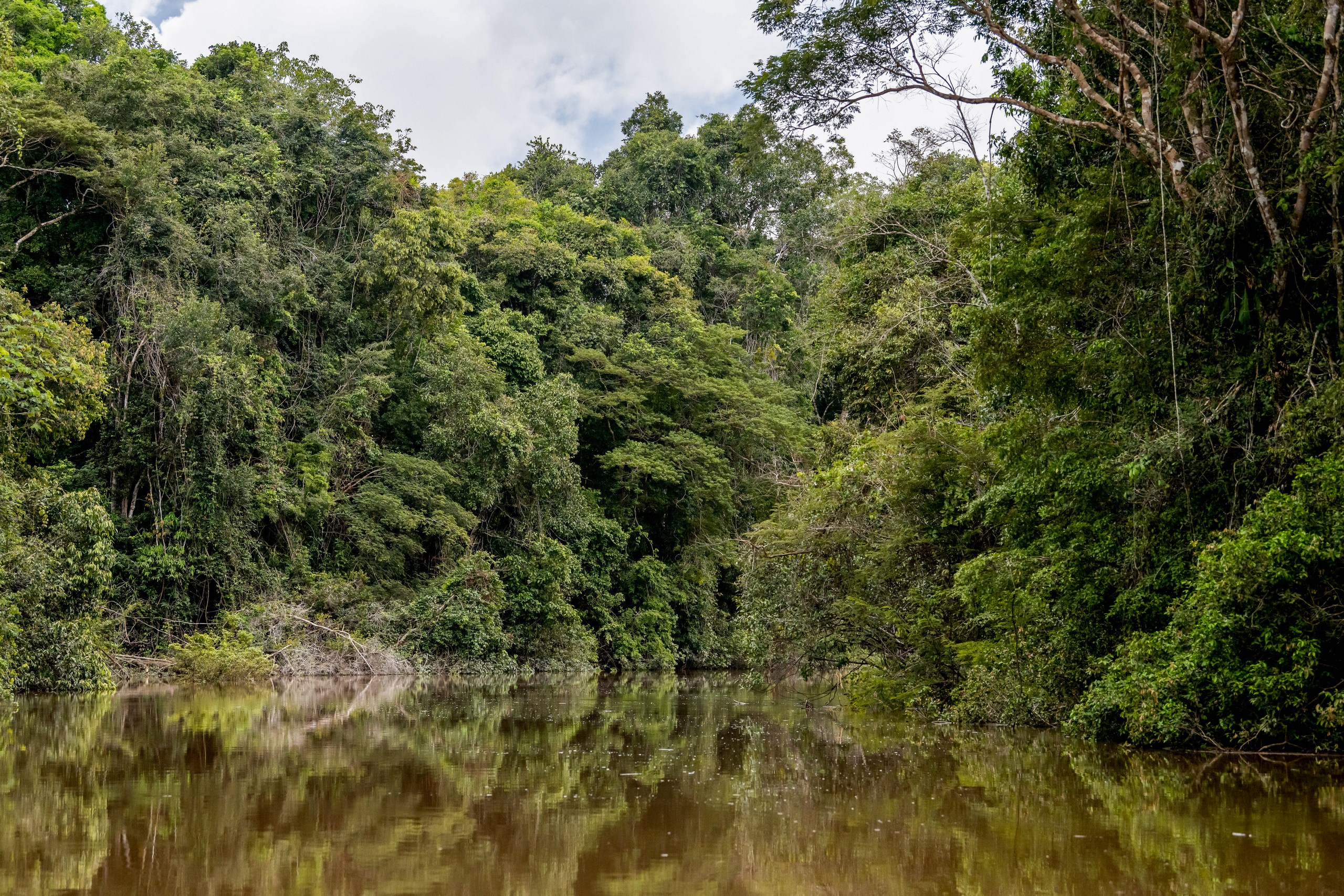 Джунгли Амазонки