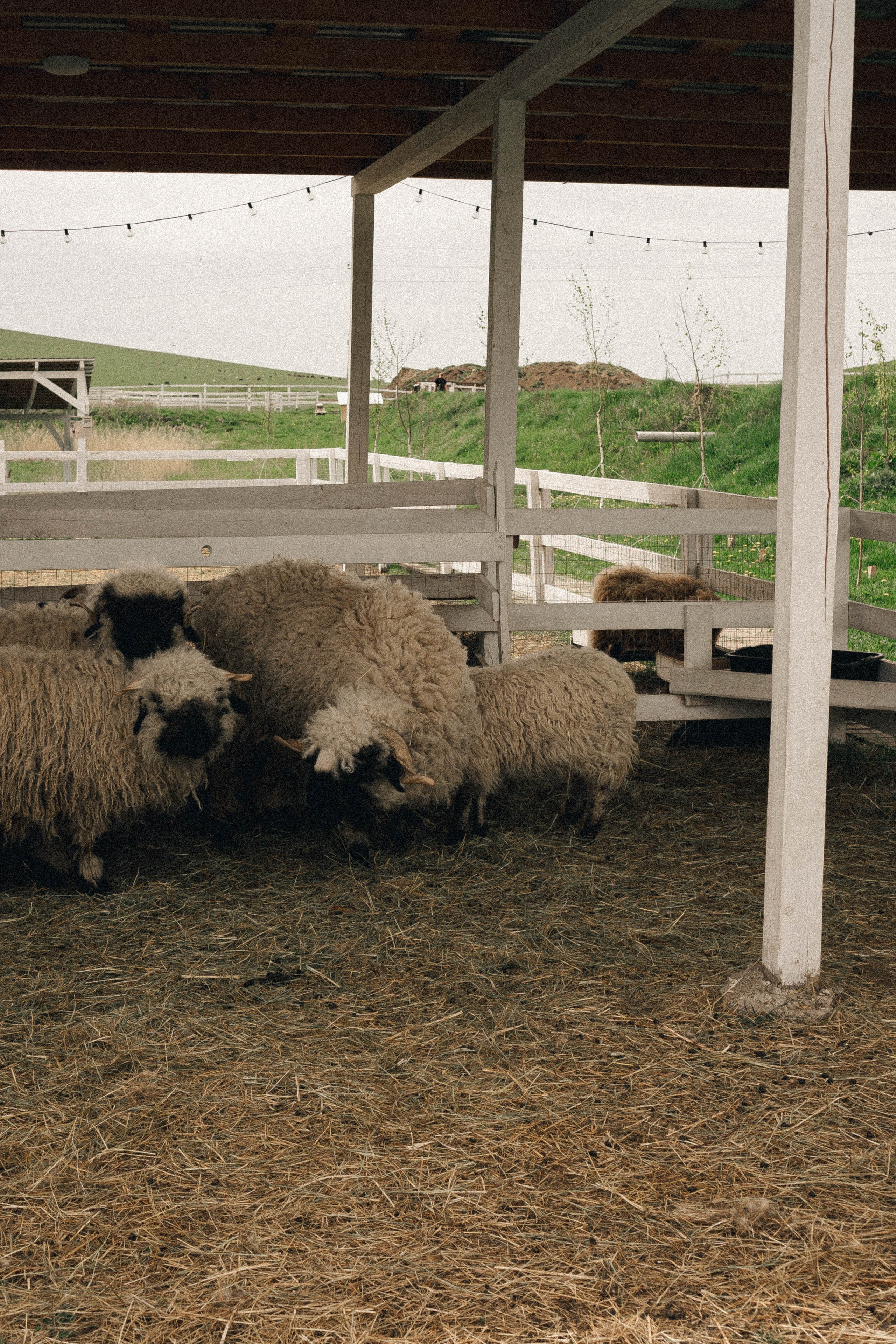 Ферма Альпак. Профессиональный фотограф, Санкт-Петербург — Виктория Богомолова