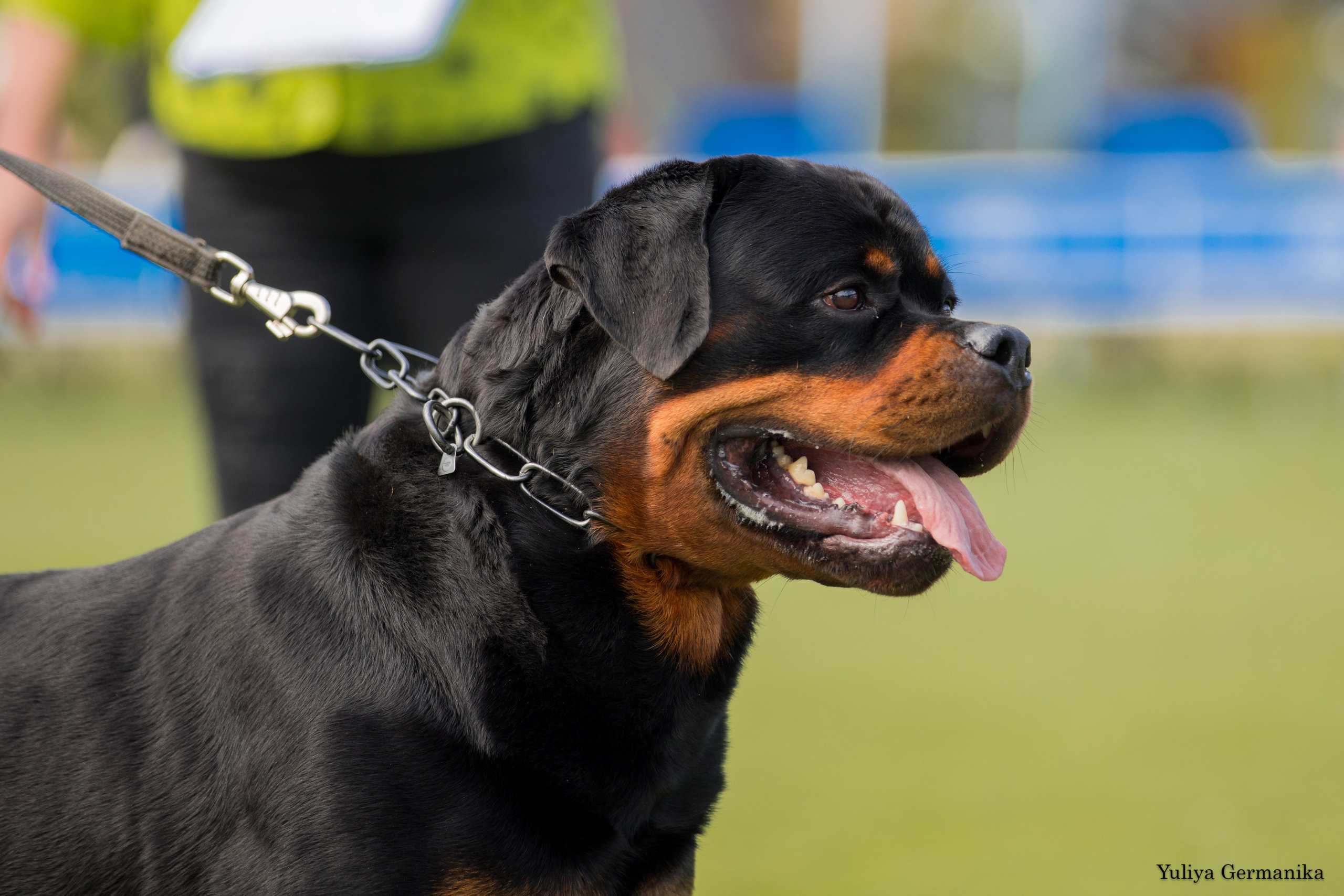 Анапа 16-17.09.2023 моно ротвейлеров. Фотограф-анималист Юлия Германика