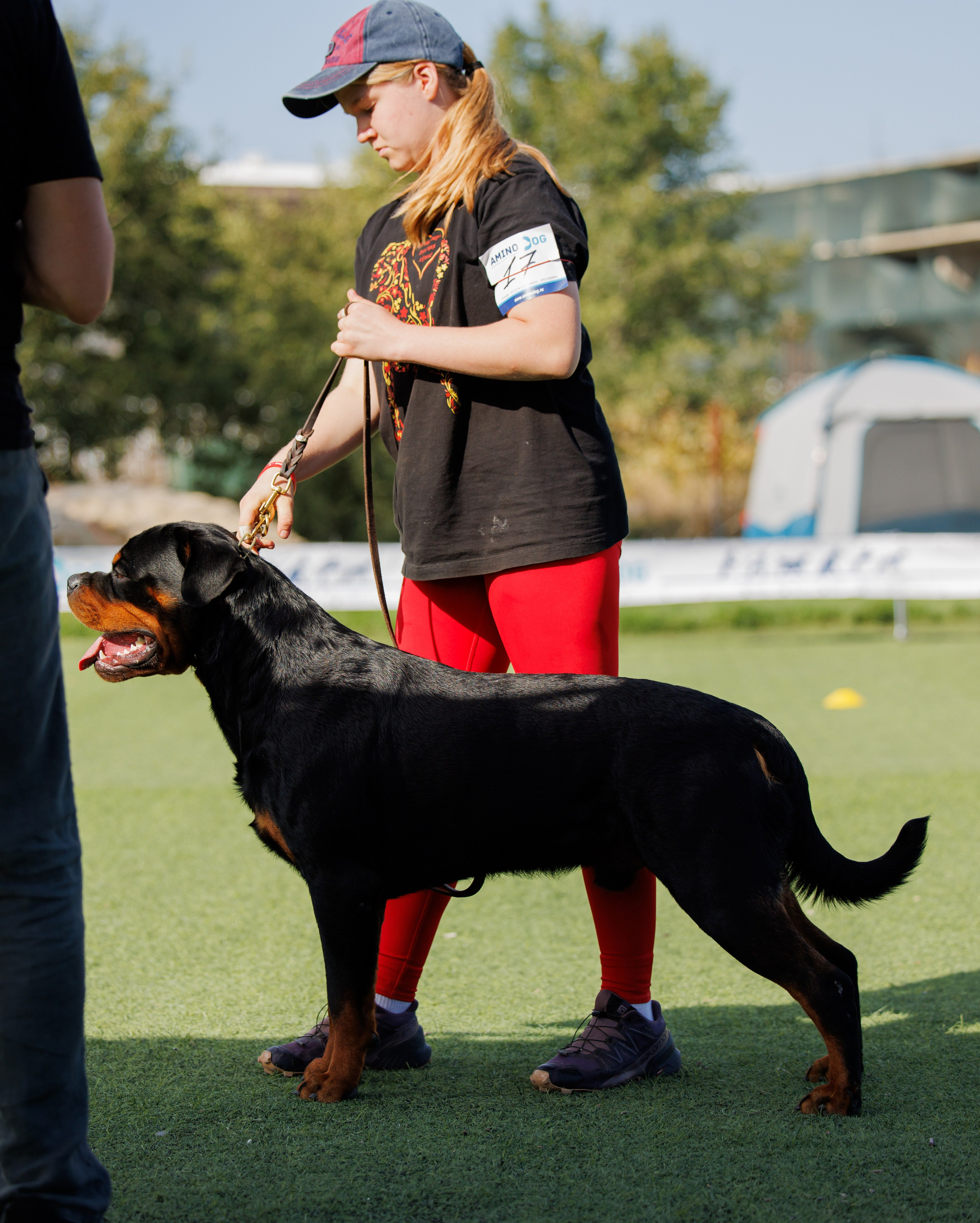 Анапа ротвейлеры 14-15.09.2024. Фотограф-анималист Юлия Германика