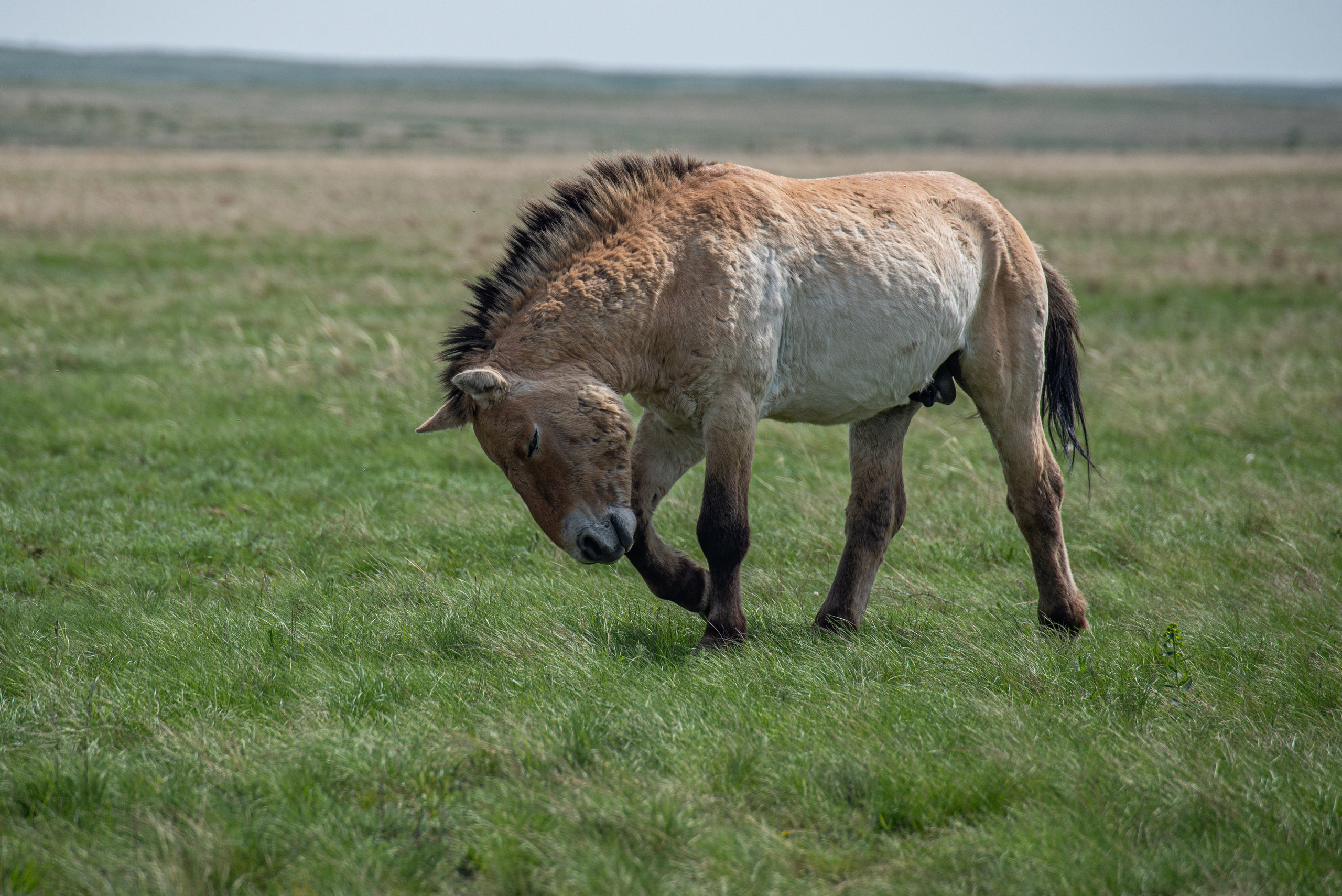 Заповедник «Оренбургский», предуральская степь. Фотообъединение Самарского областного отделения Союза журналистов России