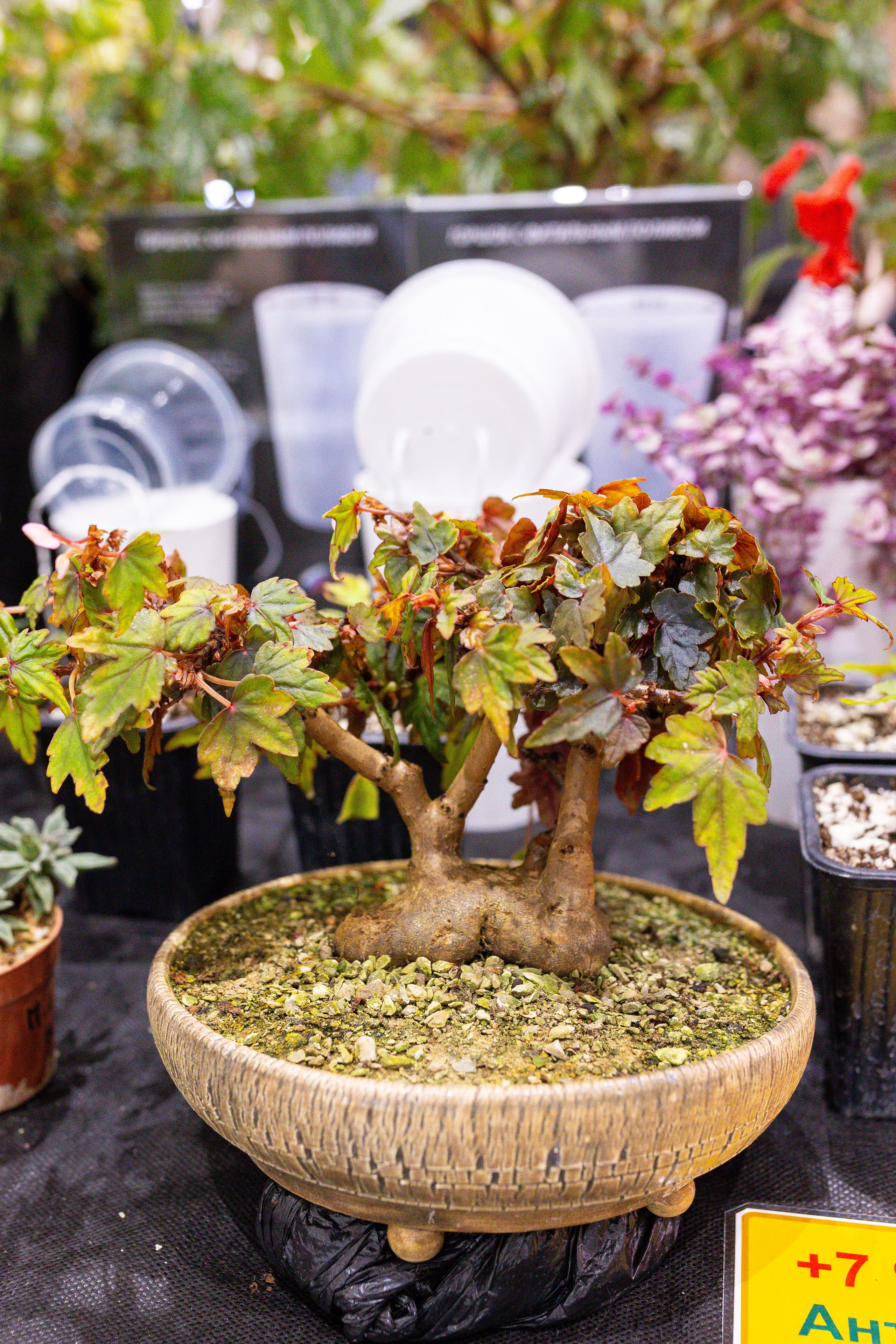 Монстериум 11–12 октября. Александра Куликова фотограф, Москва